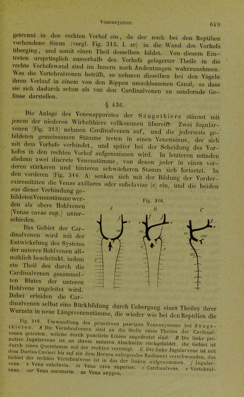 getrennt in den rechten Vorhof ein, da der noch bei den Reptilien vorhandene Sinus (vergl. Fig. 315. I. sv) in die Wand des Vorhofs überging, und somit einen Theil desselben bildet. Von diesem Ein- treten ursprünglich ausserhalb des Vorhofs gelagerter Theile in die rechte Vorhofswand sind im Innern noch Andeutungen wahrzunehmen Was die Vertebralvenen betrifft, so nehmen dieselben bei den Vögeln ihren Verlauf in einem von den Rippen umschlossenen Canal, so dass sie sich dadurch schon als von den Cardinalvenen zu sondernde Ge- fässe darstellen. § 436. A Fig. 316. B Die Anlage des Venenapparales der Säugethiere stimmt mit jenem der niederen Wirbelthiere vollkommen Übereim Zwei Jugular- venen (Fig. 313) nehmen Cardinalvenen auf, und die jederseits ge- bildeten gemeinsamen Stämme treten in einen Venensinus, der sich mit dem Vorhofe verbindet, und später bei der Scheidung des Vor- lo es in den rechten Vorhof aufgenommen wird. In letzteren münden alsdann zwei discrete Venenstämme, von denen jeder in einen vor- deren stärkeren und hinteren schwächeren Stamm sich fortsetzt. In den vorderen (Fig. 316. A) senken sich mit der Rildung der Vorder- extrenntaten die Venae axillares oder subclaviae (,) ein, und die beiden aus dieser Verbindung ge— bildetenVenenstämme wer- den als obere Hohlvenen (Venae cavae sup.) unter- schieden. Das Gebiet der Car- dinalvenen wird mit der Entwickelung des Systems der unteren Hohlvenen all- mählich beschränkt, indem ein Theil des durch die Cardinalvenen gesammel- ten Blutes der unteren Hohlvene zugeleitet wird. Dabei erleiden die Car- Wur'lln in neitStreine dureh Übergang eines Theiies ihrer Wurzeln ,n neue LangsvenensUimme, die wieder wie bei den Reptilien die ssä dem Ductus Cuvieri bis auf pin dom u . ö ^ Die linke Jugulaivene ist mit Gebiet der rechten Vertebralvene ist^n2^ an*,egeildes Rudiment verschwunden, das vene s Vena ? daS dC1' lmken «^genommen. j Jugular-