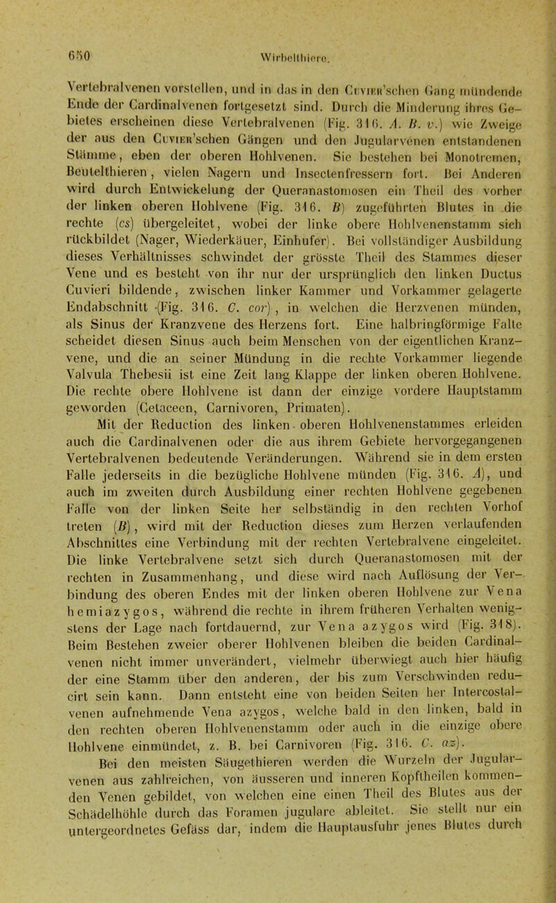 (»50 Wirhollhinro. Vertebralvenen vorstellen, und in das in den CuviKiPschen Gang mündende Endle der Gardinalvenen fortgesetzt sind. Durch die Minderung ihres Ge- bietes erscheinen diese Verlebralvenen (Fig. 310. A. 11. v.) wie Zweige der aus den CuviEidschen Gängen und den Jugularvenen entstandenen Stämme, eben der oberen Hohlvenen. Sie bestehen bei Monolremcn, Beülelthieren, vielen Nagern und Inseclenfressern fort. Bei Anderen wird durch Entwickelung der Queranastornosen ein Theii des vorher der linken oberen llohlvene (Fig. 310. ß) zugeführten Blutes in die rechte (cs) übergeleitet, wobei der linke obere Hohlvenenstamm sich rückbildet (Nager, Wiederkäuer, Einhufer). Bei vollständiger Ausbildung dieses Verhältnisses schwindet der grösste Theii des Stammes dieser Vene und es besieht von ihr nur der ursprünglich den linken Ductus Cuvieri bildende, zwischen linker Kammer und Vorkammer gelagerte Endabschnitt -(Fig. 316. C. cor), in welchen die Herzvenen münden, als Sinus der Kranzvene des Herzens fort. Eine halbringförmige Falle scheidet diesen Sinus auch beim Menschen von der eigentlichen Kranz- vene, und die an seiner Mündung in die rechte Vorkammer liegende Valvula Thebesii ist eine Zeit lang Klappe der linken oberen Hohlvene. Die rechte obere llohlvene ist dann der einzige vordere Hauplstamm geworden (Getaceen, Carnivoren, Primaten). Mit der Reduclion des linken oberen Hohlvenenstammes erleiden auch die Gardinalvenen oder die aus ihrem Gebiete hervorgegangenen Vertebralvenen bedeutende Veränderungen. Während sie in dem ersten Falle jederseits in die bezügliche Hohlvene münden (Fig. 316. A), und auch im zweiten durch Ausbildung einer rechten Hohlvene gegebenen Falle von der linken Seite her selbständig in den rechten Vorhof treten (ß), wird mit der Reduction dieses zum Herzen verlaufenden Abschnittes eine Verbindung mit der rechten Vertebralvene eingeleitet. Die linke Vertebralvene setzt sich durch Queranastornosen mit der rechten in Zusammenhang, und diese wird nach Auflösung der Ver- bindung des oberen Endes mit der linken oberen Hohlvene zur Vena hemiazygos, während die rechte in ihrem früheren Verhalten wenig- stens der Lage nach fortdauernd, zur Vena azygos wird Fig. 318). Beim Bestehen zweier oberer Hohlvenen bleiben die beiden Gardinal- venen nicht immer unverändert, vielmehr überwiegt auch hier häufig der eine Stamm über den anderen, der bis zum Verschwinden redu- cirt sein kann. Dann entsteht eine von beiden Seiten her Intercostal- venen aufnehmende Vena azygos, welche bald in den linken, bald in den rechten oberen Hohlvenenstamm oder auch in die einzige obere llohlvene einmündet, z. B. bei Carnivoren (Fig. 316. C. az). Bei den meisten Säugethieren werden die Wurzeln der Jugular- venen aus zahlreichen, von äusseren und inneren Kopftheilen kommen- den Venen gebildet, von welchen eine einen Theii des Blutes aus der Schädelhöhle durch das Foramen jugulare ableitet. Sic stellt nur ein untergeordnetes Gefäss dar, indem die llauptausluhr jenes Blutes duich