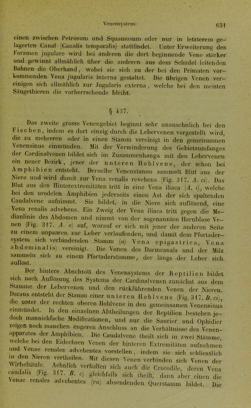 einen zwischen Petrosuni und Squamosum oder nur in letzterem ge- lagerten Canal (Canalis temporalis) slatlfindet. Unter Erweiterung des Horamen jugulare wird bei anderen die dort beginnende Vene stärker und gewinnt allmählich über die anderen aus dem Schädel leitenden Bahnen die Oberhand, wobei sie sich zu der bei den Primaten ver- kommenden Vena jugularis interna gestaltet. Die übrigen Venen ver- einigen sich allmählich zur Jugularis externa , welche bei den meisten Säugethieren die vorherrschende bleibt. § 457. . Das zweite grosse Venengebiet beginnt sehr unansehnlich bei den Fischen, indem es dort einzig durch die Lebervenen vorgestellt wird, die zu mehieren oder in einen Stamm vereinigt in den gemeinsamen Venensinus einmünden. Mit der Verminderung des Gebietsumfanges der Cardinalvenen bildet sich im Zusammenhanges mit den Lebervenen ein neuer Bezirk, jener der unteren liohlvene, der schon bei Amphibien entstellt. Derselbe Venenslannn sammelt Blut aus der Niere und wird damit zur Vena renalis revehens (Fig. 317. A. ci). Das Blut aus den Hinterextremitäten tritt in eine Vena iliaca [A. i), welche bei den urodelen Amphibien jederseits einen Ast der sich spaltenden Caudalvene aufnimmt. Sie bildet, in die Niere sich auflösend, eine Vena icnalis advehens. Lin Zweig der Vena iliaca tritt gegen die Me- dianlinie des Abdomen und nimmt von der sogenannten Harnblase Ve- nen (Fig. 317. A. o) auf, worauf er sich mit jener der anderen Seite zu einem unpaaren zur Leber verlaufenden, und damit dem Pfortader- systern sich verbindenden Stamm (a) Vena epigastrica, Vena abdominalis) vereinigt. Die Venen des Darrncanals und der Milz sammeln sich zu einem Pfortaderstamme, der längs der Leber sich auflöst. Der hintere Abschnitt des Venensystems der Reptilien bildet sich nach Auflösung des Systems der Cardinalvenen zunächst aus dem Stamme der Lebervenen und den rückführenden Venen der Nieren. Daraus entsteht der Stamm einer unteren II o h 1 v e n e (Fig. 317. B. ci) die unter der rechten oberen Hohlvene in den gemeinsamen Venensinus einmündet. In den einzelnen Abtheilungen der Reptilien bestehen je- doch manmchfache Modificalionen, und nur die Saurier und Ophidier zeigen noch manchen engeren Anschluss an die Verhältnisse des Venen- apparates der Amphibien. Die Caudalvene theilt sich in zwei Stämme we che bei den Eidechsen Venen der hinteren Extremitäten aufnehmen und Venae renales advehentes verstellen , indem sie sich schliesslich w-iei! Nlf‘en ;e:lheilen- Mit diesen Venen verbinden sich Venen der \\ irbelääule. Aehnhch verhalten sich auch die Crocodile, deren Vena cau a is ( lg. . 7. B. c) gleichfalls sich theilt, dann aber einen die \enae renales advehentes (ra) absendenden Querslamm bildet. Die