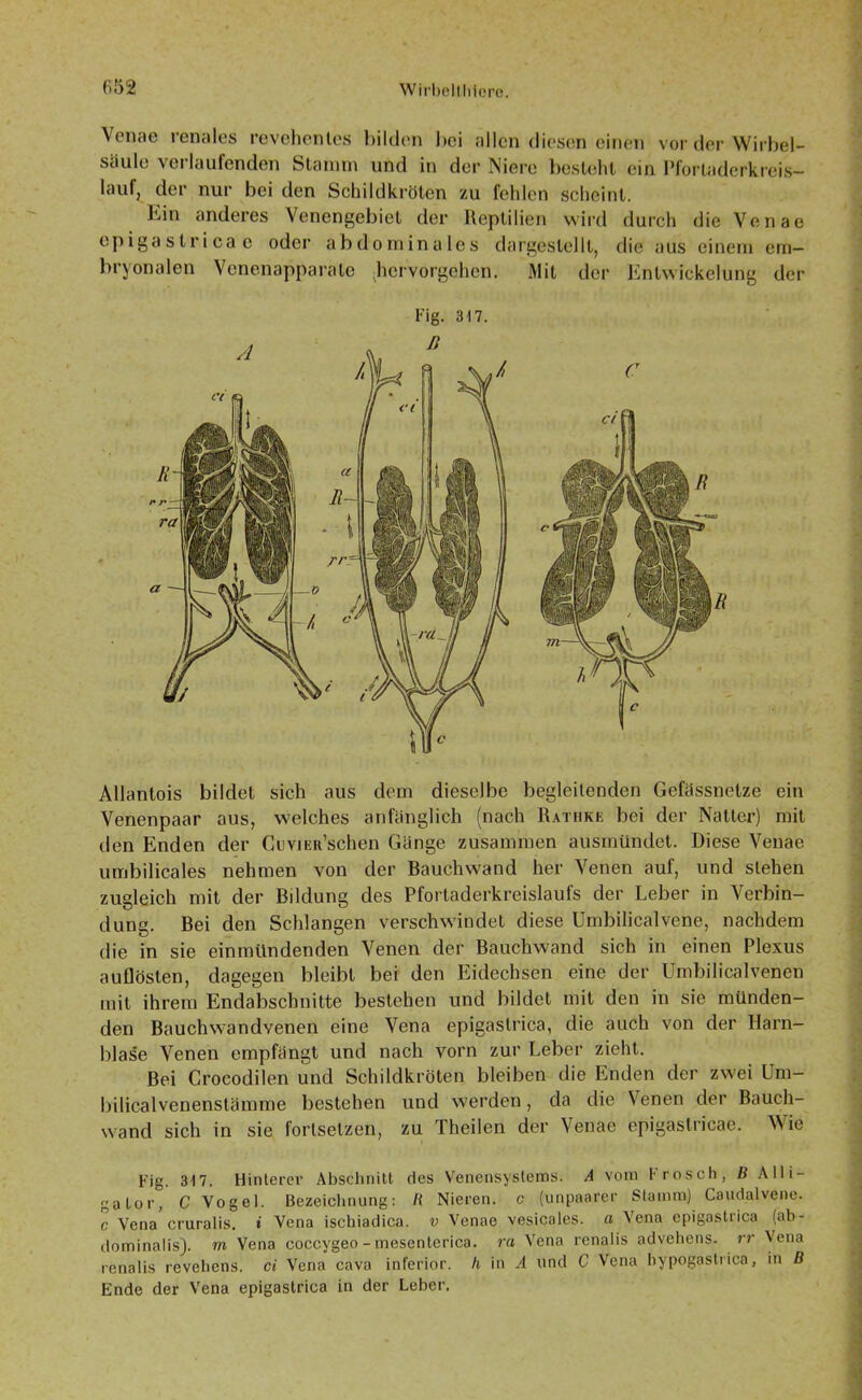 Venae renales revehenles bilden bei allen diesen einen vor der Wirbel- säule verlaufenden Stamm und in der Niere besteht ein Pfortaderkreis- lauf, der nur bei den Schildkröten zu fehlen scheint. Ein anderes Venengebiet der Reptilien wird durch die Venae epigaslricae oder abdominales dargestellt, die aus einem em- bryonalen Venenapparate •hervorgehen. Mit der Entwickelung der Fig. 317. Allantois bildet sich aus dem dieselbe begleitenden Gefässnelze ein Venenpaar aus, welches anfänglich (nach Ratiike bei der Natter) mit den Enden der CuviEu’schen Gänge zusammen ausmündet. Diese Venae umbilicales nehmen von der Bauchwand her Venen auf, und stehen zugleich mit der Bildung des Pfortaderkreislaufs der Leber in Verbin- dung. Bei den Schlangen verschwindet diese Umbilicalvene, nachdem die in sie einmündenden Venen der Bauchwand sich in einen Plexus auGösten, dagegen bleibt bei den Eidechsen eine der Umbilicalvenen mit ihrem Endabschnitte bestehen und bildet mit den in sie münden- den Bauchwandvenen eine Vena epigastrica, die auch von der Harn- blase Venen empfängt und nach vorn zur Leber zieht. Bei Crocodilen und Schildkröten bleiben die Enden der zwei Um- bilicalvenenstämme bestehen und werden, da die Venen der Bauch- wand sich in sie forlselzen, zu Theilen der Venae epigaslricae. Wie Fig. 317. Hinterer Abschnitt des Venensystems. A vom Frosch, B Alli- gator, C Vogel. Bezeichnung: li Nieren, c (unpaarer Stamm) Caudalvene. c Vena cruralis. i Vena ischiadica. v Venae vesicales. a Vena epigastrica (ab- dominalis). m Vena coccvgeo - mesenterica. ra Vena renalis advehens. rr Vena renalis revehens. ci Vena cava inferior, h in A und C Vena hypogastrica, in B Ende der Vena epigastrica in der Leber.