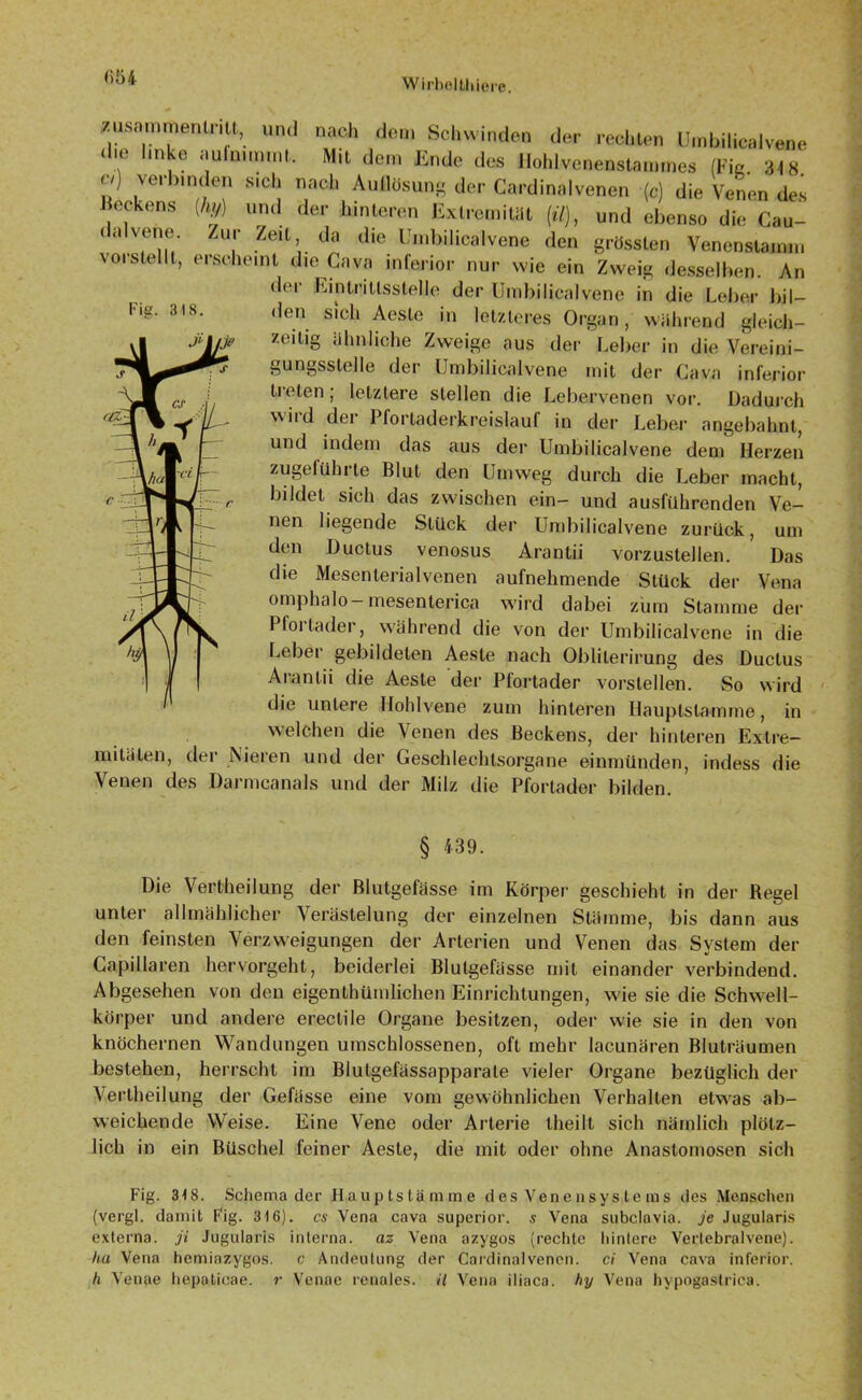 t>54 Zusammentritt, und die linke aufnimmt. ci) verbinden sich nach Auflösun Beckens dalvene. vorstellt. nach dem Schwinden der rechten Umbilicalvene MiL dem Ende des Hohlvenenstannnes (Fig. 318. der Cardinalvenen (c) die Venen des Fis. 318. (hjj) und der hinteren Extremität (ü), und ebenso die Cau- Zeit da die Umbilicalvene den grössten Venenstamm erscheint die Cava inferior nur wie ein Zweig desselben. An der Eintrittsstelle der Umbilicalvene in die Leber bil- den sich Aeste in letzteres Organ, während gleich- zeitig ähnliche Zweige aus der Leber in die Vereini- gungsstelle der Umbilicalvene mit der Cava inferior treten ; letztere stellen die Lebervenen vor. Dadurch \\iid der Pfortaderkreislauf in der Leber angebahnt, und indem das aus der Umbilicalvene dem Herzen zugeführte Blut den Umweg durch die Leber macht, bildet sich das zwischen ein- und ausführenden Ve- nen liegende Stück der Umbilicalvene zurück, um den Ductus venosus Arantii vorzustellen. Das die Mesenterialvenen aufnehmende Stück der Vena omphalo — mesenterica wird dabei zum Stamme der Pfortader, während die von der Umbilicalvene in die Leber gebildeten Aeste nach Oblilerirung des Ductus Arantii die Aeste der Plortader vorslellen. So wird die untere Hohlvene zum hinteren Hauptstamme, in welchen die Venen des Beckens, der hinteren Extre- mitäten, der Nieren und der Geschlechtsorgane einmünden, indess die Venen des Darmcanals und der Milz die Pfortader bilden. § 439. Die Vertheilung der Blutgefässe im Körper geschieht in der Regel unter allmählicher Verästelung der einzelnen Stämme, bis dann aus den feinsten Verzweigungen der Arterien und Venen das System der Capillaren hervorgeht, beiderlei Blutgefässe mit einander verbindend. Abgesehen von den eigenthümlichen Einrichtungen, wie sie die Schwell- körper und andere erectile Organe besitzen, oder wie sie in den von knöchernen Wandungen umschlossenen, oft mehr lacunären Bluträumen bestehen, herrscht im Blutgefässapparale vieler Organe bezüglich der Vertheilung der Gefässe eine vom gewöhnlichen Verhalten etwas ab- weichende Weise. Eine Vene oder Arterie theilt sich nämlich plötz- lich in ein Büschel feiner Aeste, die mit oder ohne Anastomosen sich Fig. 318. Schema der Hauptstämme des Venensystems des Menschen (vergl. damit Fig. 316). cs Vena cava superior. s Vena subclavia, je Jugularis externa, ji Jugularis interna, az Vena azygos (rechte hintere Vertebralvene). hu Vena hemiazygos. c Andeutung der Cardinalvenen. ci Vena cava inferior. h Venae hepoticae. r Venae renales, il Vena iliaca. hy Vena hypogastrica.