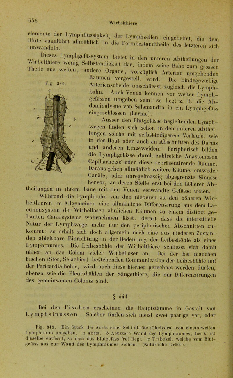 (>S6 Fig. 319. elemente der Lymphflüssigkeit, der l.ympl,zellen, eingebettet die de,,, umwandeh!1^ ***”* ^^tandtheile Ä S “«•“ ^ymphgefilssystem bietet in den unteren Abheilungen der \V,rbo)tluere won,g Selbstlindigkeit dar, indem seine Bahn zum'grossen n,e,le aus we.ten, andere Organe, vorzüglich Arterien umgebenden Räumen vorgestellt wird. Die bindegewebige Arterienscheide umschliesst zugleich die Lymph- b;ihn. Auch Venen können von weiten Lymph- gefässen umgeben sein; so liegt z. B. die Ab- dominalvene von Salamandra in ein Lymphgefäss eingeschlossen (Leydig). Aussei den Blutgefässe begleitenden Lymph- wegen finden sich schon in den unteren Abthei- lungen solche mit selbständigerem Verlaufe, wie in der Haut oder auch an Abschnitten des Darms und anderen Eingeweiden. Peripherisch bilden die Lymphgefässe durch zahlreiche Anastomosen Capillarnetze oder diese repräsentirende Räume. Daiaus gehen allmählich weitere Räume, entweder Canäle, oder unregelmässig abgegrenzte Sinusse hervor, an deren Stelle erst bei den höheren Ab- theilungen in ihrem Baue mit den Venen verwandte Gefässe treten. Während die Lyrnphbahn von den niederen zu den höheren Wir- belthieren im Allgemeinen eine allmähliche Differenzirung aus dem La- cunensystem der Wirbellosen ähnlichen Räumen zu einem distinct ge- bauten Canalsysteme wahrnehmen lässt, derart dass die interstitielle Natur der Lymphwege mehr nur den peripherischen Abschnitten zu- kommt . so erhält sich doch allgemein noch eine aus niederen Zustän- den ableitbare Einrichtung in der Bedeutung der Leibeshöhle als eines Lymphraumes. Die Leibeshöhle der Wirbelthiere schliesst sich damit näher an das Cölom vieler Wirbelloser an. Bei der bei manchen Fischen (Stör, Selachier) bestehenden Communication der Leibeshöhle mit der Pericardialhöhle, wird auch diese hierher gerechnet werden dürfen, ebenso wie die Pleurahöhlen der Säugelhiere, die nur Difierenzirungen des gemeinsamen Cöloms sind. § 444. Bei den Fischen erscheinen die Ilauptslämme in Gestalt von L y m ph s i nuss en. Solcher finden sich meist zwei paarige vor, oder Fig. 319. Ein Stück der Aorta einer Schildkröte (Chelydra) von einem weiten Lymphraum umgeben, n Aorta, b Aeussere Wand des Lymphraumes, bei b' ist dieselbe entfernt, so dass das Blulgefäss frei liegt, c Trabekel, welche vom Blut- gefäss aus zur Wand des Lymphraumes ziehen. (Natürliche Grösse.)