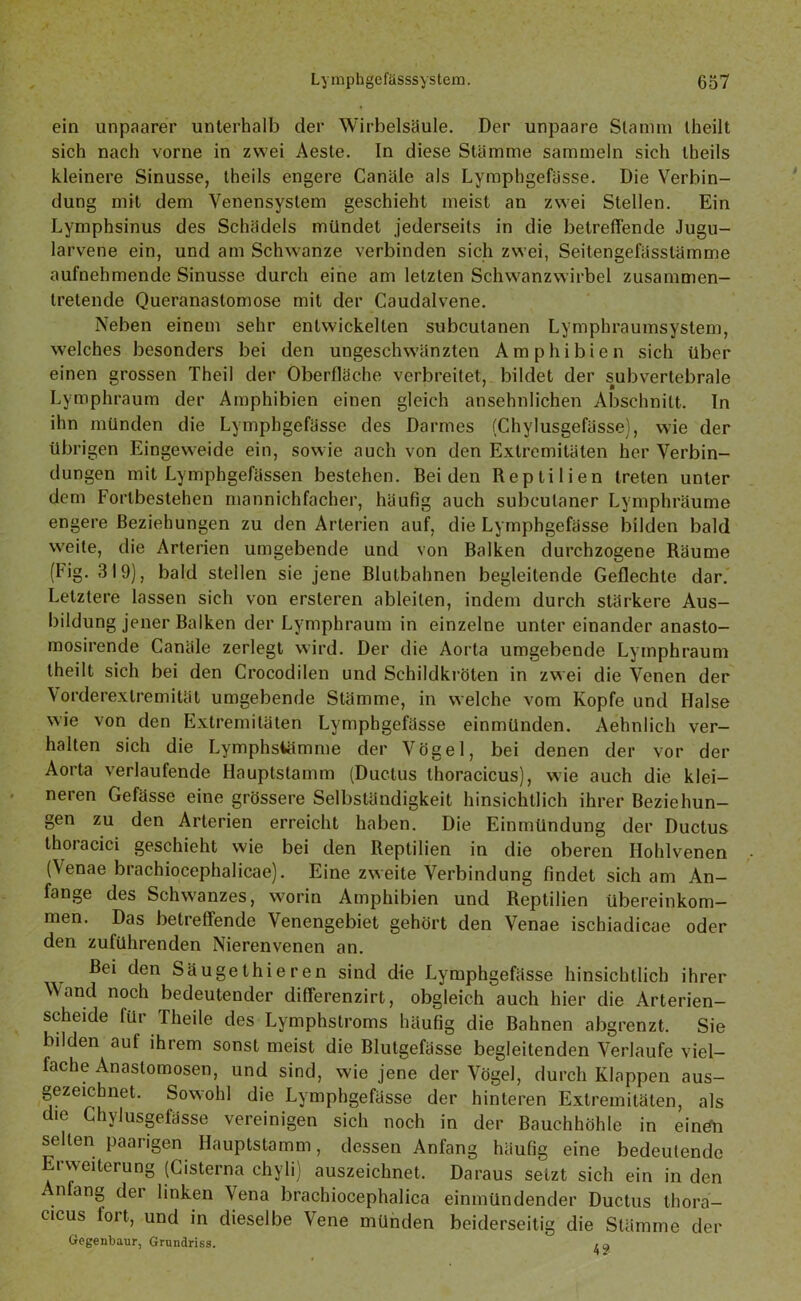 ein unpaarer unterhalb der Wirbelsäule. Der unpaare Stamm theilt sich nach vorne in zwei Aeste. In diese Stämme sammeln sich theils kleinere Sinusse, theils engere Canäle als Lymphgefässe. Die Verbin- dung mit dem Venensystem geschieht meist an zwei Stellen. Ein Lymphsinus des Schädels mündet jederseits in die betreffende Jugu- larvene ein, und am Schwänze verbinden sich zwei, Seitengefässtämme aufnehmende Sinusse durch eine am letzten Schwanzwirbel zusammen- tretende Queranastomose mit der Caudalvene. Neben einem sehr entwickelten subcutanen Lymphraumsystem, welches besonders bei den ungeschwänzten Amphibien sich über einen grossen Theil der Oberfläche verbreitet, bildet der subvertebrale Lymphraum der Amphibien einen gleich ansehnlichen Abschnitt. In ihn münden die Lymphgefässe des Darmes (Chylusgefässe), wie der übrigen Eingeweide ein, sowie auch von den Extremitäten her Verbin- dungen mit Lymphgefässen bestehen. Beiden Reptilien treten unter dem Fortbestehen mannichfacher, häufig auch subeulaner Lymphräume engere Beziehungen zu den Arterien auf, die Lymphgefässe bilden bald weite, die Arterien umgebende und von Balken durchzogene Räume (Idg. 319), bald stellen sie jene Blutbahnen begleitende Geflechte dar. Letztere lassen sich von ersteren ableilen, indem durch stärkere Aus- bildung jener Balken der Lymphraum in einzelne unter einander anasto- mosirende Canäle zerlegt wird. Der die Aorta umgebende Lymphraum theilt sich bei den Crocodilen und Schildkröten in zwei die Venen der Vorderexlremität umgebende Stämme, in welche vom Kopfe und Halse wie von den Extremitäten Lymphgefässe einmünden. Aehnlich ver- halten sich die Lymphslämme der Vögel, bei denen der vor der Aorta verlaufende Hauptstamm (Ductus thoracicus), wie auch die klei- neren Gefässe eine grössere Selbständigkeit hinsichtlich ihrer Beziehun- gen zu den Arterien erreicht haben. Die Einmündung der Ductus thoracici geschieht wie bei den Reptilien in die oberen Ilohlvenen (\enae brachiocephalicae). Eine zweite Verbindung Findet sich am An- fänge des Schwanzes, worin Amphibien und Reptilien Übereinkom- men. Das betreffende Venengebiet gehört den Venae ischiadicae oder den zufuhrenden Nierenvenen an. Bei den Säugethieren sind die Lymphgefässe hinsichtlich ihrer Wand noch bedeutender differenzirt, obgleich auch hier die Arterien- scheide für Theile des Lymphstroms häufig die Bahnen abgrenzt. Sie bilden aut ihrem sonst meist die Blutgefässe begleitenden Verlaufe viel- fache Anaslomosen, und sind, wie jene der Vögel, durch Klappen aus- gezeichnet. Sowohl die Lymphgefässe der hinteren Extremitäten, als die Chylusgefässe vereinigen sich noch in der Bauchhöhle in einen selten paarigen Hauptstamm, dessen Anfang häufig eine bedeutende Erweiterung (Cisterna chyli) auszeichnet. Daraus setzt sich ein in den Anfang der linken Vena brachiocephalica einmündender Ductus thora- cicus fort, und in dieselbe Vene münden beiderseitig die Stämme der Gegenbaur, Grundriss.