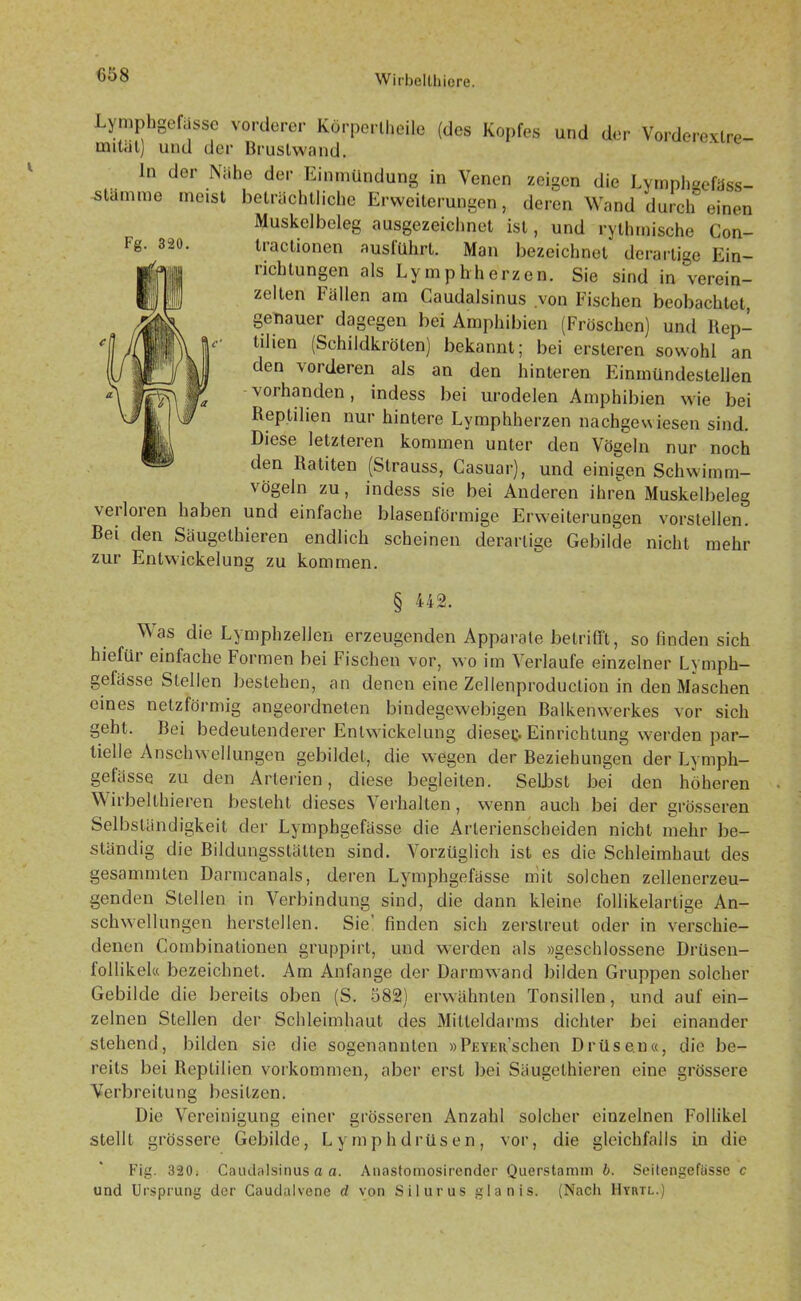 C58 Fg. 320. Lymphgefässe vorderer Körperlheile (des Kopfes und der Vorderextre- unUil) und der Brustwand. ln der Nähe der Einmündung in Venen zeigen die Lymphgefäss- -stämme meist beträchtliche Erweiterungen, deren Wand durch einen Muskel beleg ausgezeichnet ist, und rythmische Con- tractionen auslührt. Man bezeichnet derartige Ein- lichtungen als Lymphherzen. Sie sind in verein- zelten hallen am Caudalsinus von Fischen beobachtet, genauer dagegen bei Amphibien (Fröschen) und Rep- tilien (Schildkröten) bekannt; bei ersteren sowohl an den vorderen als an den hinteren Einmündestellen vorhanden, indess bei urodelen Amphibien wie bei Reptilien nur hintere Lymphherzen nachgewiesen sind. Diese letzteren kommen unter den Vögeln nur noch den Ratiten (Strauss, Casuar), und einigen Schwimm- vögeln zu, indess sie bei Anderen ihren Muskelbeleg veiloien haben und einfache blasenlörmige Erweiterungen vorstellen. Bei den Säugethieren endlich scheinen derartige Gebilde nicht mehr zur Entw'ickelung zu kommen. § 442. Was die LymphzelJen erzeugenden Apparate betrifft, so finden sich hiefüi einfache Formen bei Fischen vor, wo im Verlaufe einzelner Lymph— gelässe Stellen bestehen, an denen eine Zellenproduction in den Maschen eines netzförmig angeordneten bindegewebigen Balkenwerkes vor sich geht. Bei bedeutenderer Entwickelung diesem Einrichtung werden par- tielle Anschwellungen gebildet, die wegen der Beziehungen der Lymph— gefässe zu den Arterien, diese begleiten. SeLbst bei den höheren Wirbelthieren besteht dieses Verhalten, wenn auch bei der grösseren Selbständigkeit der Lymphgefässe die Arterienscheiden nicht mehr be- ständig die Bildungsstätten sind. Vorzüglich ist es die Schleimhaut des gesammten Darmcanals, deren Lymphgefässe mit solchen zellenerzeu- genden Stellen in Verbindung sind, die dann kleine follikelartige An- schwellungen herstellen. Sie finden sich zerstreut oder in verschie- denen Combinationen gruppirt, und werden als »geschlossene Drüsen- follikel« bezeichnet. Am Anfänge der Darmwand bilden Gruppen solcher Gebilde die bereits oben (S. 582) erwähnten Tonsillen, und auf ein- zelnen Stellen der Schleimhaut des Mitteldarms dichter bei einander stehend, bilden sie die sogenannten »PrYEit’schen Drüsen«, die be- reits bei Reptilien Vorkommen, aber erst bei Säugethieren eine grössere Verbreitung besitzen. Die Vereinigung einer grösseren Anzahl solcher einzelnen Follikel stellt grössere Gebilde, Lymphdrüsen, vor, die gleichfalls Ln die Fig. 320. Caudalsinus a a. Anastomosirender Querstamm b. Seitengefüsse c und Ursprung der Caudalvene d von Silurus glanis. (Nacli Hyrtl.)