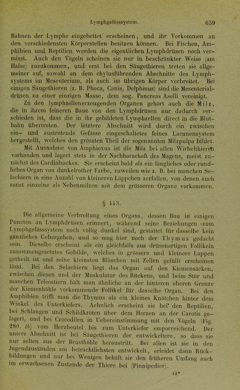 Bahnen der Lymphe eingebettet’ erscheinen , und ihr Vorkommen an den verschiedensten Körperstellen besitzen können. Bei Fischen, Am- phibien und Reptilien werden die eigentlichen Lymphdrüsen noch ver- misst. Auch den Vögeln scheinen sie nur in beschränkter Weise (am Halse) zuzukommen, und erst bei den Säugethieren treten sie allge- meiner auf, sowohl an dem chylusftihrenden Abschnitte des Lymph- systems im Mesenterium, als auch im übrigen Körper verbreitet. Bei einigen Säugethieren (z. B. Phoca, Canis, Delphinus) sind die Mesenterial- drüsen zu einer einzigen Masse, dem sog. Pancreas Aselli vereinigt. Zn den lymphzellenerzeugenden Organen gehört auch die Milz, die in ihrem feineren Baue von den Lymphdrüsen nur dadurch ver- schieden ist, dass die in ihr gebildeten Lymphzellen direct in die Blut- bahn übertreten. Der letztere Abschnitt wird durch ein zwischen ein- und austretende Gefässe eingeschaltetes feines Lacunensystem hergestellt, welches den grössten Theil der sogenannten Milzpulpa bildet. Mit Ausnahme von Amphioxus ist die Milz bei allen WirbelIhierOii vorhanden und lagert stets in der Nachbarschaft des Magens, meist zu- nächst des Cardialsackes. Sie erscheint bald als ein längliches oder rund- liches Organ von dunkelrother Farbe, zuweilen wie z. B. bei manchen Se- lachiern in eine Anzahl von kleineren Läppchen zerfallen, von denen auch sonst einzelne als Nebenmilzen mit dem grösseren Organe Vorkommen. § 443. Die allgemeine Verbreitung eines Organs, dessen Bau irf einigen Puncten an Lymphdrüsen erinnert, während seine Beziehungen -zum Lymphgefässsystem noch völlig dunkel sind, gestattet für dasselbe kein gänzliches Uebergehen, und so mag hier noch der Thymus gedacht sein. Dieselbe erscheint als ein gleichfalls aus drüsenartigen Follikeln zusammengesetztes Gebilde, welches in grössere und kleinere Lappen Setheilt ist und seine kleinsten Bläschen mit Zellen gefüllt erscheinen lässt. Bei den Selachiern liegt das Organ auf den Kiemensäcken, zwischen diesen und der Muskulatur des Rückens, und beim Stör und manchen Teleostiern hält man ähnliche an der hinteren oberen Grenze der Kiemenhöhle vorkommende Follikel für dasselhe Organ. Bei den Amphibien trifft man die Thymus als ein kleines Knötchen hinter dem \\ inkel des Unterkiefers. Aehnlich erscheint sie bei* den Reptilien, bei Schlangen und Schildkröten über dem Herzen an der Carotis ge- lagert, und bei Crocodil.en in Uebereinstimmung mit den Vögeln (Fig. 280. th) vom Herzbeutel bis zum Unterkiefer emporreichend. Der unleie Abschnitt ist bei Säugethieren der entwickeltere, so dass sie nur selten aus der Brusthöhle heraustritt. Bei allen ist sie in den Jugendzuständen am beträchtlichsten entwickelt, erleidet dann Rück- bildungen und nur bei Wenigen behält sie den früheren Umfang auch im erwachsenen Zustande der Thiere bei (Pinnipedier). 42*