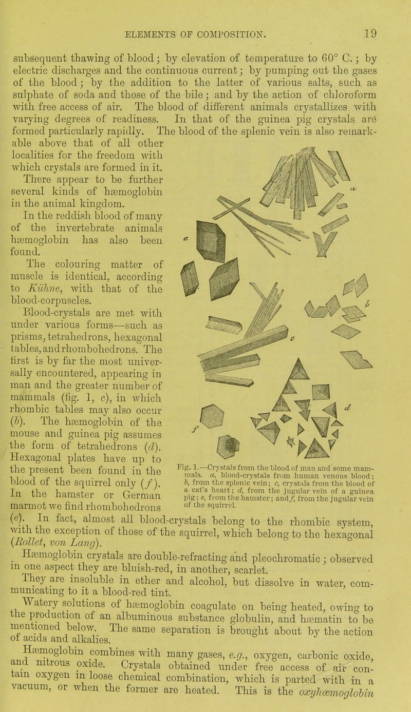 subsequent thawing of blood; by elevation of temperature to 60° C.; by electric discharges and the continuous current; by pumping out the gases of the blood; by the addition to the latter of various salts, such as sulphate of soda and those of the bile; and by the action of chloroform with free access of air. The blood of different animals crystallizes with varying degrees of readiness. In that of the guinea pig crystals are formed particularly rapidly. The blood of the splenic vein is also remark- able above that of all other localities for the freedom with which crystals are formed in it. There appear to be further several kinds of haemoglobin in the animal kingdom. In the reddish blood of many of tbe invertebrate animals haemoglobin has also been found. The colouring matter of muscle is identical, according to Kiiline, with that of the blood-corpuscles. Blood-crystals are met with under various forms—such as prisms, tetrahedrons, hexagonal tables, andrhombohedrons. The first is by far the most univer- sally encountered, appearing in man and the greater number of mammals (tig. 1, c), in which rhombic tables may also occur (b). The haemoglobin of the mouse and guinea pig assumes the form of tetrahedrons (d). Hexagonal plates have up to the present been found in the blood of the squirrel only (/). In the hamster or German marmot we find rhombohedrons ('?). In fact, almost all blood-crystals belong to the rhombic system, with the exception of those of the squirrel, which belong to the hexagonal (Mallet, von Lang). Haemoglobin crystals are double-refracting and pleochromatie ; observed m one aspect they are bluish-red, in another, scarlet. They are insoluble in ether and alcohol, but dissolve in water, com- municating to it a blood-red tint. Watery solutions of haemoglobin coagulate on being heated, owing to ie production of an albuminous substance globulin, and haematin to be mentioned below. The same separation is brought about by the action of acids and alkalies. Fig. 1.—Crystals from the blood of man and some mam- mals. a, blood-crystals from human venous blood; 6, from the splenic vein; e, crystals from the blood of a cat’s heart; cl, from the jugular vein of a guinea pig; e, from tbe hamster; and/, from the jugular vein of the squirrel. Hemoglobin ,c°mbines with many gases, e.g., oxygen, carbonic oxide, and nitrous oxide. Crystals obtained under free access of air con- tain oxygen in loose chemical combination, which is parted with in a vacuum, or when the former are heated. This is the oxylmoglobin