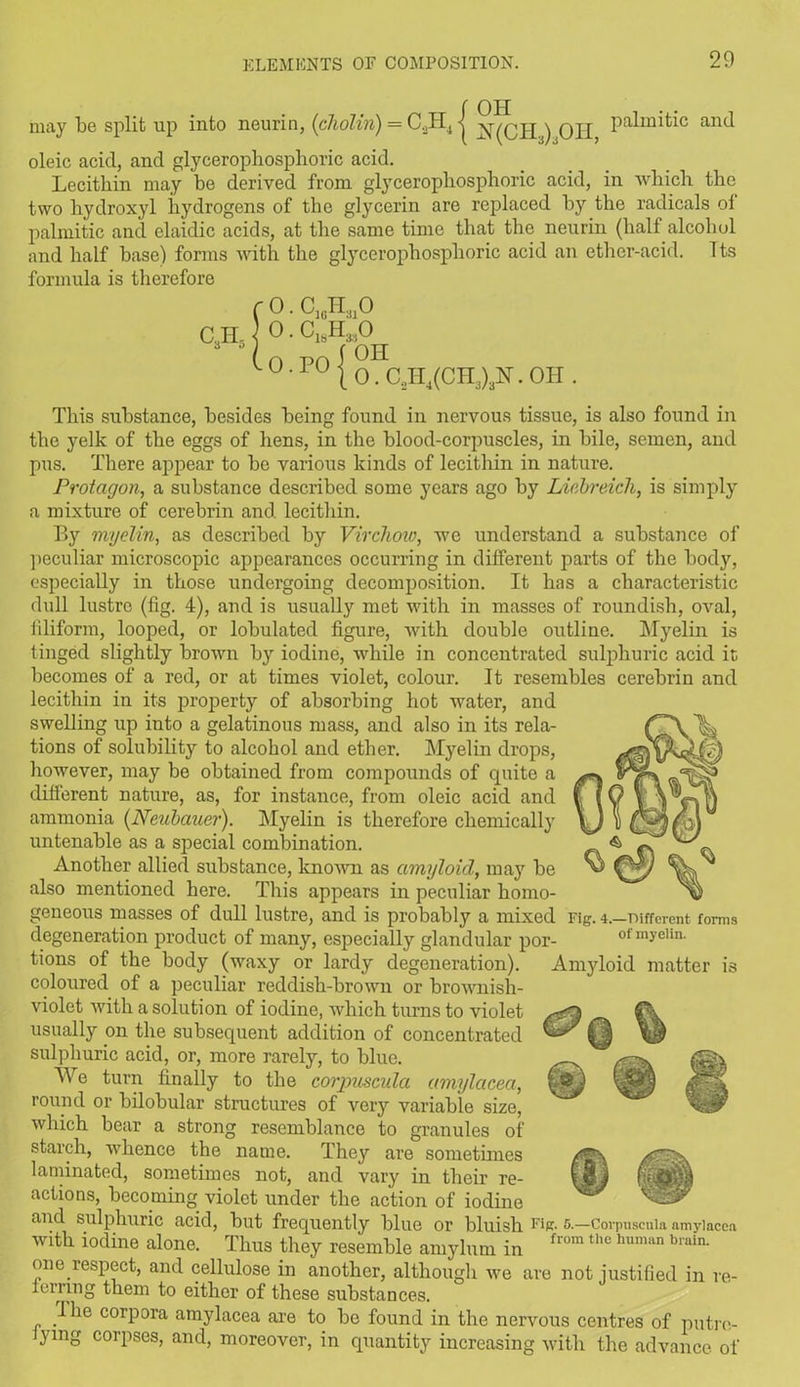 may be split up into neurin, (cholin) = C,II, | ^(CH^) Oil balinitic anel oleic acid, and glycerophosplioric acid. Lecithin may be derived from glycerophosplioric acid, in which the two hydroxyl hydrogens of the glycerin are replaced by the radicals ol palmitic and elaidic acids, at the same time that the neurin (half alcohol and half base) forms with the glycerophosplioric acid an ether-acid. 1 ts formula is therefore r0 • c10h31o C3H5 0. C18K,0  Co poIoh u{O.CHI4(CH.i)3H.OH . This substance, besides being found in nervous tissue, is also found in the yelk of the eggs of hens, in the blood-corpuscles, in bile, semen, and pus. There appear to be various kinds of lecithin in nature. Protagon, a substance described some years ago by Liebreich, is simply a mixture of cerebrin and lecithin. By myelin, as described by Virchow, we understand a substance of peculiar microscopic appearances occurring in different parts of the body, especially in those undergoing decomposition. It has a characteristic dull lustre (fig. 4), and is usually met with in masses of roundish, oval, filiform, looped, or lobulated figure, with double outline. Myelin is tinged slightly brown by iodine, while in concentrated sulphuric acid it becomes of a red, or at times violet, colour. It resembles cerebrin and lecithin in its property of absorbing hot water, and swelling up into a gelatinous mass, and also in its rela- tions of solubility to alcohol and ether. Myelin drops, however, may be obtained from compounds of quite a different nature, as, for instance, from oleic acid and ammonia (Neuhauer). Myelin is therefore chemically untenable as a special combination. Another allied substance, known as amyloid, may be also mentioned here. This appears in peculiar homo- geneous masses of dull lustre, and is probably a mixed degeneration product of many, especially glandular por- Fig. 4.—Different forms of myelin. Amyloid matter is tions of the body (waxy or lardy degeneration), coloured of a peculiar reddish-brown or brownish- violet with a solution of iodine, which turns to violet usually on the subsequent addition of concentrated sulphuric acid, or, more rarely, to blue. We turn finally to the corpuscula amylacea, round or bilobular structures of very variable size, which bear a strong resemblance to granules of starch, whence the name. They are sometimes laminated, sometimes not, and vary in their re- actions, becoming violet under the action of iodine and sulphuric acid, but frequently blue Or bluish Fiff- 6—Corpuscula amylacea With iodine alone. Thus they resemble amylutn in from the human blain- one respect, and cellulose in another, although we are not justified in re- 1 erring them to either of these substances. I lie corpora amylacea are to be found in the nervous centres of putro- } ing corpses, and, moreover, in quantity increasing with the advance of