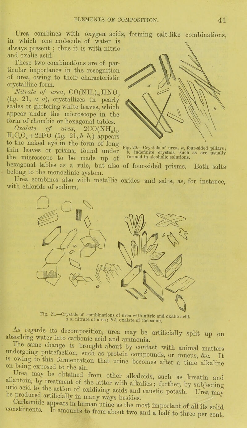 Urea combines with oxygen acids, forming salt-like combinations, in which one molecule of water is always present ; thus it is with nitric and oxalic acid. These two combinations are of par- ticular importance in the recognition of urea, owing to their characteristic crystalline form. Nitrate of urea, CO(NIL).,,HXO:J (fig. 21, a a), crystallizes in pearly scales or glittering white leaves, which appear under the microscope in the form of rhombic or hexagonal tables. Oxalate of urea, 2CO(NH,)„ H2C,04 + 2H20 (fig. 21, b b,) appears to the naked eye in the form of long thin leaves or prisms, found under the microscope to be made up of hexagonal tables as a rule, but also of four-sided prisms. Both salts belong to the monoclinic system. Ijrea combines also with metallic oxides and salts, as, for instance, with chloride of sodium. Fig. 20.—Crystals of urea, a, four-sided pillars; 6, indefinite crystals, such as are usually formed in alcoholic solutions. As regards its decomposition, urea may be artificially split up on absorbing water into carbonic acid and ammonia. The same change is brought about by contact with animal matters undergoing putrefaction, such as protein compounds, or mucus, &c. It is owing to this fermentation that urine becomes after a time alkaline on being exposed to the air. n?ay ke obtained from other alkaloids, such as kreatin and °/ the Iatter with alkalies; further, by subjecting bp Lnrld t0i th?-oCtlnn °f oxld]SlnS acids and caustic potash. Urea may be produced artificially in many ways besides. 3 arbamide appears in human urine as the most important of all its solid constituents. It amounts to from about two and a half to three per cent.