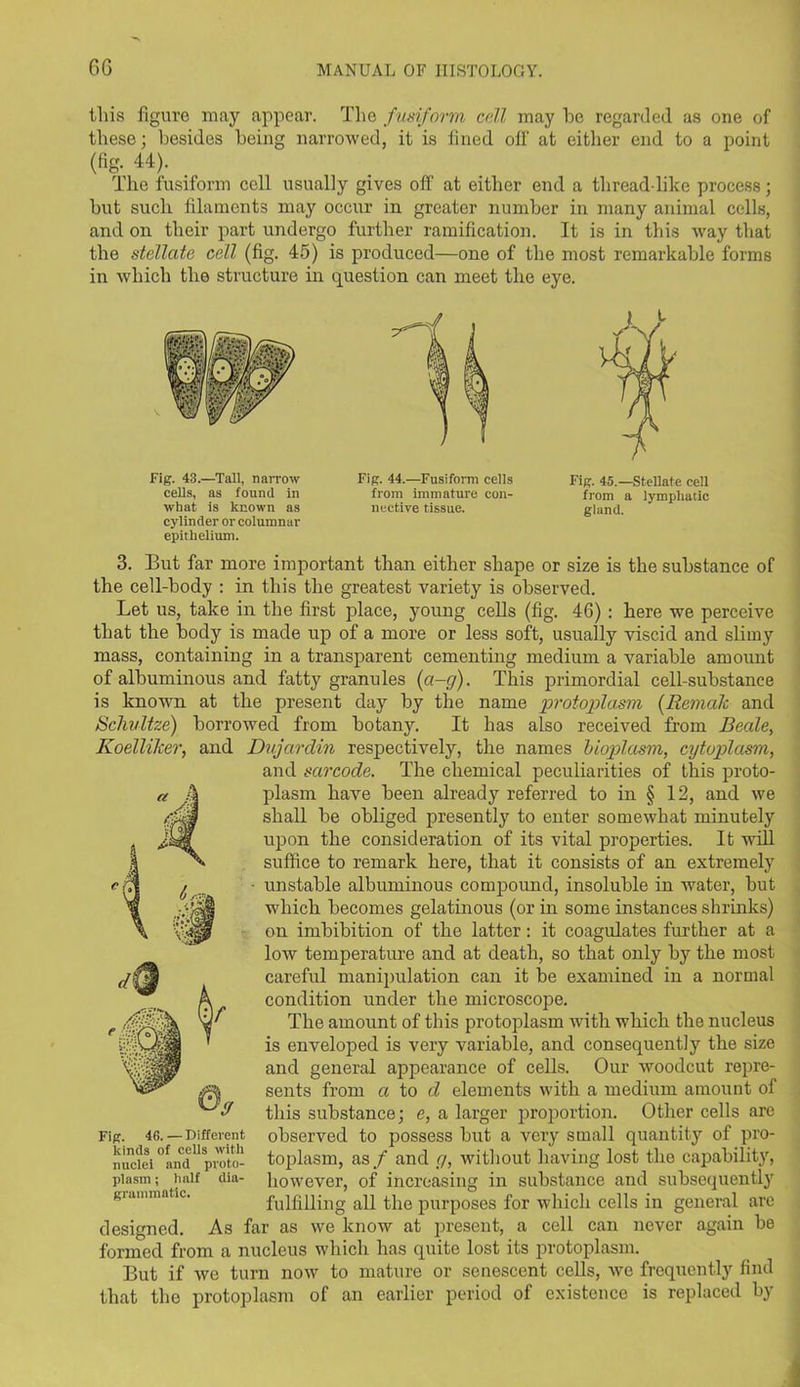 this figui’e may appear. The fusiform cell may be regarded as one of these; besides being narrowed, it is fined off at either end to a point (tig. 44). The fusiform cell usually gives off at either end a thread-like process; but such filaments may occur in greater number in many animal cells, and on their part undergo further ramification. It is in this way that the stellate cell (fig. 45) is produced—one of the most remarkable forms in which the structure in question can meet the eye. Fig. 43.—Tall, narrow cells, as found in what is known as cylinder or columnar epithelium. Fig. 44.—Fusiform cells from immature con- nective tissue. Fig. 45.—Stellate cell from a lymphatic gland. 3. But far more important than either shape or size is the substance of the cell-body : in this the greatest variety is observed. Let us, take in the first place, young cells (fig. 46) : here we perceive that the body is made up of a more or less soft, usually viscid and slimy mass, containing in a transparent cementing medium a variable amount of albuminous and fatty granules (a-g). This primordial cell-substance is known at the present day by the name protoplasm (Remak and Schultze) borrowed from botany. It has also received from Beale, Koelliker, and Du jar din respectively, the names bioplasm, cytoplasm, and sarcode. The chemical peculiarities of this proto- plasm have been already referred to in § 12, and we shall be obliged presently to enter somewhat minutely upon the consideration of its vital properties. It will suffice to remark here, that it consists of an extremely - unstable albuminous compound, insoluble in water, but which becomes gelatinous (or in some instances shrinks) on imbibition of the latter: it coagulates further at a low temperature and at death, so that only by the most careful manipulation can it be examined in a normal condition under the microscope. The amount of this protoplasm with which the nucleus is enveloped is very variable, and consequently the size and general appearance of cells. Our woodcut repre- sents from a to d elements with a medium amount of this substance; e, a larger proportion. Other cells are it observed to possess but a very small quantity of pro- t toplasm, as / and g, without having lost the capability, l' however, of increasing in substance and subsequently fulfilling all the purposes for which cells in general are designed. As far as we know at present, a cell can never again be formed from a nucleus which has quite lost its protoplasm. But if we turn now to mature or senescent cells, we frequently find that the protoplasm of an earlier period of existence is replaced by Fig. 46. — Diffever kinds of cells wit- nuclei and pvotc plasm; half die grammatic.