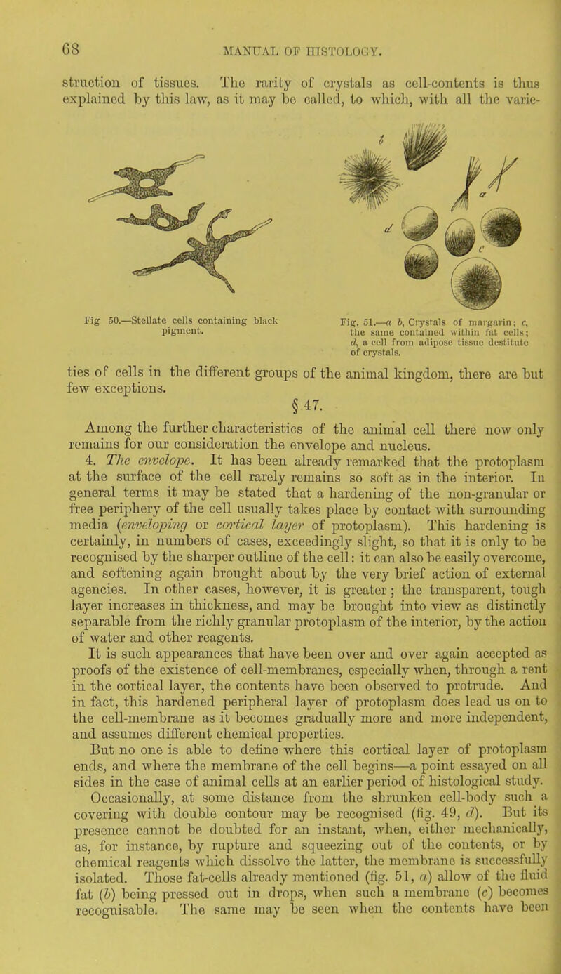 G8 sfcruction of tissues. The rarity of crystals as cell-contents is thus explained by this law, as it may be called, to which, with all the varie- Fig 50.—Stellate cells containing black pigment. Fig. 51.—a b, Crystals of margarin; c, the same contained within fat cells; tf, a cell from adipose tissue destitute of crystals. ties of cells in the different groups of the animal kingdom, there are but few exceptions. §47. Among the further characteristics of the animal cell there now only remains for our consideration the envelope and nucleus. 4. The envelope. It has been already remarked that the protoplasm at the surface of the cell rarely remains so soft as in the interior. In general terms it may be stated that a hardening of the non-granular or free periphery of the cell usually takes place by contact with surrounding media (enveloping or cortical layer of protoplasm). This hardening is certainly, in numbers of cases, exceedingly slight, so that it is only to be recognised by the sharper outline of the cell: it can also be easily overcome, and softening again brought about by the very brief action of external agencies. In other cases, however, it is greater; the transparent, tough layer increases in thickness, and may be brought into view as distinctly separable from the richly granular protoplasm of the interior, by the action of water and other reagents. It is such appearances that have been over and over again accepted as proofs of the existence of cell-membranes, especially when, through a rent in the cortical layer, the contents have been observed to protrude. And in fact, this hardened peripheral layer of protoplasm does lead us on to the cell-membrane as it becomes gradually more and more independent, and assumes different chemical properties. But no one is able to define where this cortical layer of protoplasm ends, and where the membrane of the cell begins—a point essayed on all sides in the case of animal cells at an earlier period of histological study. Occasionally, at some distance from the shrunken cell-body such a covering with double contour may be recognised (fig. 49, cl). But its presence cannot be doubted for an instant, when, either mechanically, as, for instance, by rupture and squeezing out of the contents, or by chemical reagents which dissolve the latter, the membrane is successfully isolated. Those fat-cells already mentioned (fig. 51, a) allow of the fluid fat (h) being pressed out in drops, when such a membrane (c) becomes recognisable. The same may be seen when the contents have been