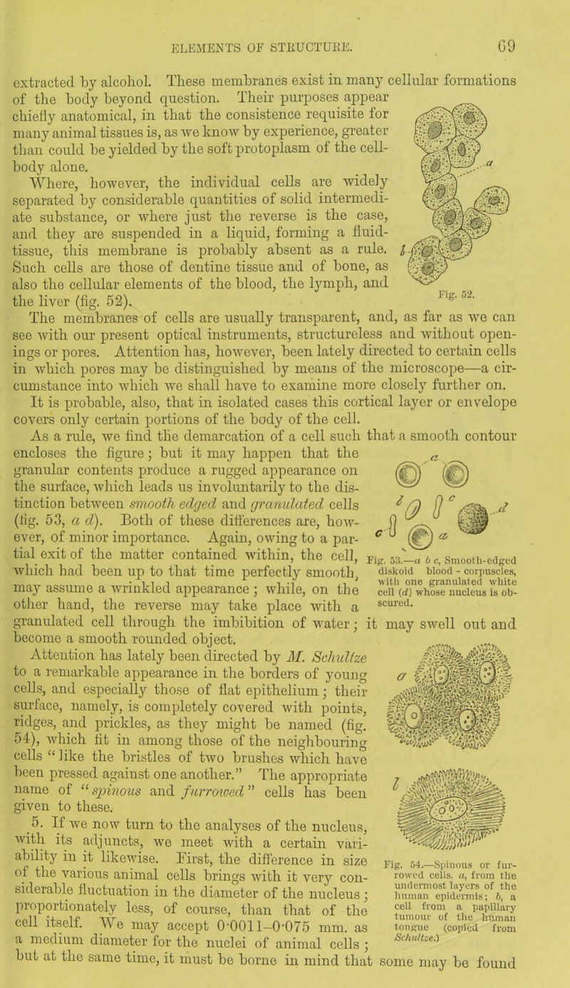 l extracted by alcohol. These membranes exist in many cellular formations of the body beyond question. Their purposes appear chielly anatomical, in that the consistence requisite for many animal tissues is, as we know by experience, greater than could be yielded by the soft protoplasm of the cell- hody alone. Where, however, the individual cells are widely separated hy considerable quantities of solid intermedi- ate substance, or where just the reverse is the case, and they are suspended in a liquid, forming a fluid- tissue, this membrane is probably absent as a rule. Such cells are those of dentine tissue and of bone, as also the cellular elements of the blood, the lymph, and the liver (fig. 52). The membranes of cells are usually transparent, and, as far as we can see with our present optical instruments, structureless and without open- ings or pores. Attention has, however, been lately directed to certain cells in which pores may he distinguished by means of the microscope—a cir- cumstance into which we shall have to examine more closely further on. It is probable, also, that in isolated cases this cortical layer or envelope covers only certain portions of the body of the cell. As a rule, we find the demarcation of a cell such that a smooth contour encloses the figure; but it may happen that the granular contents produce a rugged appearance on the surface, which leads us involuntarily to the dis- tinction between smooth edged and granulated cells (fig. 53, a d). Both of these differences are, how- ever, of minor importance. Again, owing to a par- tial exit of the matter contained within, the cell, which had been up to that time perfectly smooth, may assume a wrinkled appearance ; while, on the other hand, the reverse may take place with a granulated cell through the imbibition of water; become a smooth rounded object. Attention has lately been directed by M. Sclndtze to a remarkable appearance in the borders of young cells, and especially those of flat epithelium; their surface, namely, is completely covered with points, ridges, and prickles, as they might be named (fig. 54), which tit in among those of the neighbouring cells “ like the bristles of two brushes which have Fin. 53.—a b c, Smooth-edged diskoid blood - corpuscles, with one granulated white cell (d) whose nucleus is ob- scured. it may swell out and £i been pressed against one another.” The appropriate name of “ spinous and furrowed ” cells has been given to these. 5. If we now turn to the analyses of the nucleus, with its adjuncts, we meet with a certain vari- ability in it likewise. First, the difference in size ol the various animal cells brings with it very con- siderable fluctuation in the diameter of the nucleus ; proportionately less, of course, than that of the cell itself. We may accept 0-0011-0-075 mm. as a medium diameter for the nuclei of animal cells ; but at the same time, it must be borne in mind that Fig. 54.—Spinous or fur- rowed cells, a, from the undermost layers of the human epidermis; b, a cell from a papillary tumour of the human tongue (copied from Schultze.) some may be found