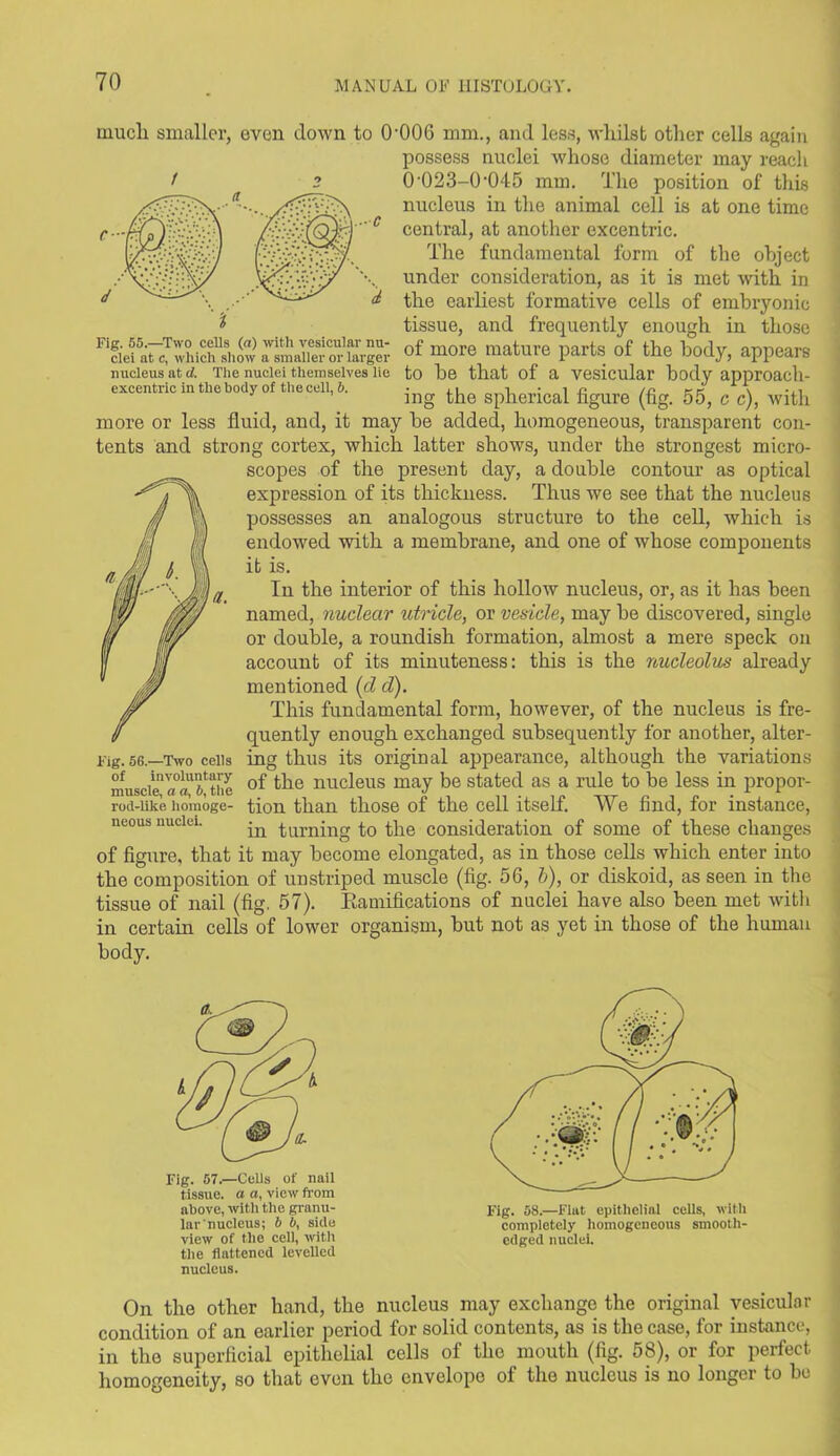 ■ C much smaller, even down to 0'006 mm., and less, whilst other cells again possess nuclei whose diameter may reach 0-023-0-045 mm. The position of this nucleus in the animal cell is at one time central, at another excentric. The fundamental form of the object under consideration, as it is met with in the earliest formative cells of embryonic tissue, and frequently enough in those Fig. 55. Two cells (a.) with vcsiculai nu- .. j' >..o 1’f1 mature liarts of the bnrlv aunpore clei ate, which show a smaller or larger U1 111010 lllclbul° Parls. 111 1110 OOay, appeals nucleus at d. The nuclei themselves lie to he that of a vesicular body approacll- excentric in the body of the cell, 6. ing the spherical figure (fig_ g5j c c)> with more or less fluid, and, it may he added, homogeneous, transparent con- tents and strong cortex, which latter shows, under the strongest micro- scopes of the present day, a double contour as optical expression of its thickness. Thus we see that the nucleus possesses an analogous structure to the cell, which is endowed with a membrane, and one of whose components it is. In the interior of this hollow nucleus, or, as it has been named, nuclear utricle, or vesicle, may be discovered, single or double, a roundish formation, almost a mere speck on account of its minuteness: this is the nucleolus already mentioned (cl cl). This fundamental form, however, of the nucleus is fre- quently enough exchanged subsequently for another, alter- ing thus its original appearance, although the variations muscle1 a°«l tiie °f ^he nucleus may be stated as a rule to be less in propor- rod-iike horaogfe tion than those of the cell itself. We find, for instance, neous nuclei. -n t.nrning to the consideration of some of these changes of figure, that it may become elongated, as in those cells which enter into the composition of unstriped muscle (fig. 56, b), or diskoid, as seen in the tissue of nail (fig. 57). Ramifications of nuclei have also been met with in certain cells of lower organism, but not as yet in those of the human body. Fig. 56.—Two cells Fig. 57.—Cells of nail tissue, a a, view from above, with tlie granu- le-nucleus; b b, side view of the cell, with the flattened levelled nucleus. On the other hand, the nucleus may exchange the original vesicular condition of an earlier period for solid contents, as is the case, for instance, in the superficial epithelial cells of the mouth (fig. 58), or for perfect homogeneity, so that even the envelope of the nucleus is no longer to be