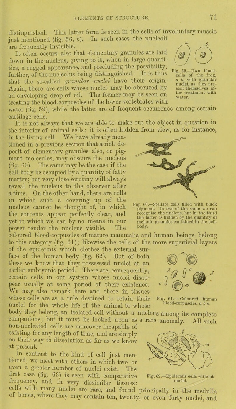 Fig. 59.—Two blood- cells of the frog, a 6, with granular nuclei, as they pre- sent themselves af- ter treatment with water. distinguished. This latter form is seen in the cells of involuntary muscle just mentioned (fig. 56, b). In such cases the nucleoli are frequently invisible. It often occurs also that elementary granules are laid down in the nucleus, giving to it, when in large quanti- ties, a rugged appearance, and precluding the possibility, further, of the nucleolus being distinguished. It is thus that the so-called granular nuclei have their origin. Again, there are cells whose nuclei may be obscured by an enveloping drop of oil. The former may be seen on treating the blood-corpuscles of the lower vertebrates with water (fig. 59), while the latter are of frequent occurrence among certain cartilage cells. It is not always that we are able to make out the object in question in the interior of animal cells: it is often hidden from view, as for instance, in the living cell. We have already men- tioned in a previous section that a rich de- posit of elementary granules also, or pig- ment molecules, may obscure the nucleus (fig. GO). The same may be the case if the cell-body be occupied by a quantity of fatty matter; but very close scrutiny will always reveal the nucleus to the observer after a time. On the other hand, there are cells in which such a covering up of the nucleus cannot be thought of, in which the contents appear perfectly clear, and yet in which we can by no means in our power render the nucleus visible. The coloured blood-corpuscles of mature mammalia and human beings belong to this category (fig. 61); likewise the cells of the more superficial layers of the epidermis which clothes the external sur- face of the human body (fig. 62). But of both these we know that they possesssed nuclei at an earlier embryonic period. There are, consequently, certain cells in our system whose nuclei disap- pear usually at some period of their existence. We may also remark here and there in tissues whose cells are as a rule destined to retain their nuclei for the whole life of the animal to whose body they belong, an isolated cell without a nucleus among its complete companions; but it must be looked upon as a rare anomaly. All such non-nucleatcd cells are moreover incapable of existing for any length of time, and are simply on their way to dissolution as far as we know at present. In contrast to the kind of cell just men- tioned, we meet with others in which two or even a greater number of nuclei exist. The first case (fig. 63) is seen with comparative frequency, and in very dissimilar tissues: cells with many nuclei are rare, and found principally in the medulla ot bones, where they may contain ten, twenty, or even' forty nuclei, and Fig. 60.—Stellate cells filled with black pigment. In two of the same we can recognise the nucleus, but in the third the latter is hidden by the quantity of melanin granules contained in the cell- body. <1 Fig. 61.— Coloured human blood-corpuscles, a b c. Fig. 62.—Epidermis cells without nuclei.