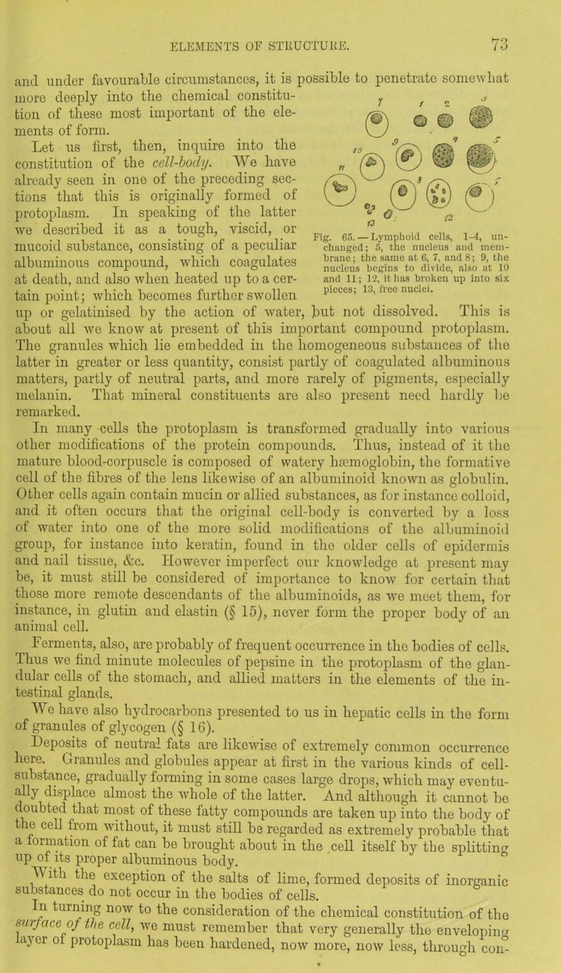 *7° and under favourable circumstances, it is possible to penetrate somewhat more deeply into the chemical constitu- tion of these most important of the ele- ments of form. Let us first, then, inquire into the constitution of the cell-body. We have already seen in one of the preceding sec- tions that this is originally formed of protoplasm. In speaking of the latter we described it as a tough, viscid, or mucoid substance, consisting of a peculiar albuminous compound, which coagulates at death, and also when heated up to a cer- tain point; which becomes further swollen up or gelatinised by the action of water, but not dissolved. This is about all we know at present of this important compound protoplasm. The granules which lie embedded in the homogeneous substances of the latter in greater or less quantity, consist partly of coagulated albuminous matters, partly of neutral parts, and more rarely of pigments, especially melanin. That mineral constituents are also present need hardly be remarked. In many cells the protoplasm is transformed gradually into various other modifications of the protein compounds. Thus, instead of it the mature blood-corpuscle is composed of watery haemoglobin, the formative cell of the fibres of the lens likewise of an albuminoid known as globulin. Other cells again contain mucin or allied substances, as for instance colloid, and it often occurs that the original cell-body is converted by a loss of water into one of the more solid modifications of the albuminoid group, for instance into keratin, found in the older cells of epidermis and nail tissue, &c. However imperfect our knowledge at present may be, it must still be considered of importance to know for certain that those more remote descendants of the albuminoids, as we meet them, for instance, in glutin and clastin (§ 15), never form the proper bodv of an animal cell. Ferments, also, are probably of frequent occurrence in the bodies of cells. Thus we find minute molecules of pepsine in the protoplasm of the glan- dular cells of the stomach, and allied matters in the elements of the in- testinal glands. We have also hydrocarbons presented to us in hepatic cells in the form of granules of glycogen (§ 16). Deposits of neutral fats are likewise of extremely common occurrence here. Granules and globules appear at first in the various kinds of cell- substance, gradually forming in some cases large drops, which may eventu- ally displace almost the whole of the latter. And although it cannot be doubted that most of these fatty compounds are taken up into the body of the cell from without, it must still be regarded as extremely probable that a formation of fat can be brought about in the cell itself by the splitting up of its proper albuminous body. With the exception of the salts of lime, formed deposits of inorganic substances do not occur in the bodies of cells. In turning now to the consideration of the chemical constitution of the surf ace of the cell, we must remember that very generally the enveloping ayei ol protoplasm has been hardened, now more, now less, through com Fig. G5. — Lymphoid cells, 1-4, un- changed; 5, the nucleus and mem- brane ; the same at 6, 7, and 8; 9, the nucleus begins to divide, also at 10 and 11; 12, it has broken up into six