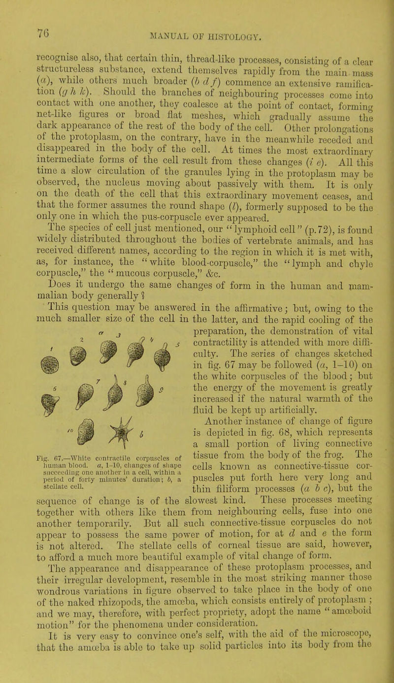 iecogni.se also, that certain thin, thread-like processes, consisting of a clear structureless substance, extend themselves rapidly from the main mass (n), while others much broader (ft df) commence an extensive ramifica- tion (g h Ic). Should the branches of neighbouring processes come into contact with one another, they coalesce at the point of contact, formin'' net-like figures or broad flat meshes, which gradually assume the dark appearance of the rest of the body of the cell. Other prolongations of the protoplasm, on the contrary, have in the meanwhile receded and disappeared in the body of the cell. At times the most extraordinary intermediate forms of the cell result from these changes (? e). All this time a slow circulation of the granules lying in the protoplasm may be observed, the nucleus moving about passively with them. It is only on the death of the cell that this extraordinary movement ceases, and that the former assumes the round shape (l), formerly supposed to be the only one in which the pus-corpuscle ever appeared. The species of cell just mentioned, our “lymphoid cell” (p. 72), is found widely distributed throughout the bodies of vertebrate animals, and has received different names, according to the region in which it is met with, as, for instance, the “ white blood-corpuscle,” the “ lymph and chyle corpuscle,” the “ mucous corpuscle,” &c. Does it undergo the same changes of form in the human and mam- malian body generally 1 This question may be answered in the affirmative; but, owing to the much smaller size of the cell in the latter, and the rapid cooling of the preparation, the demonstration of vital contractility is attended with more diffi- culty. The series of changes sketched in fig. 67 may be followed (a, 1-10) on the white corpuscles of the blood; but the energy of the movement is greatly increased if the natural warmth of the fluid be kept up artificially. Another instance of change of figure is depicted in fig. 68, which represents a small portion of living connective tissue from the body of the frog. The cells known as connective-tissue cor- puscles put forth here very long and thin filiform processes (a ft c), but the sequence of change is of the slowest kind. These processes meeting together with others like them from neighbouring cells, fuse into one another temporarily. But all such connective-tissue corpuscles do not appear to possess the same power of motion, for at d and e the form is not altered. The stellate cells of corneal tissue are said, however, Fir. 67.—White contractile corpuscles of human blood, a, 1-10, changes of shape succeeding one another in a cell, within a period of forty minutes’ duration; b, a stellate cell. to afford a much more beautiful example of vital change of form. The appearance and disappearance of these protoplasm processes, and their irregular development, resemble in the most striking manner those wondrous variations in figure observed to take place in the body of one of the naked rliizopods, the amoeba, which consists entirely of protoplasm ; and we may, therefore, with perfect propriety, adopt the name “ amoeboid motion” for the phenomena under consideration. It is very easy to convince one’s self, with the aid of the microscope, that the amoeba is able to take up solid particles into its body from the