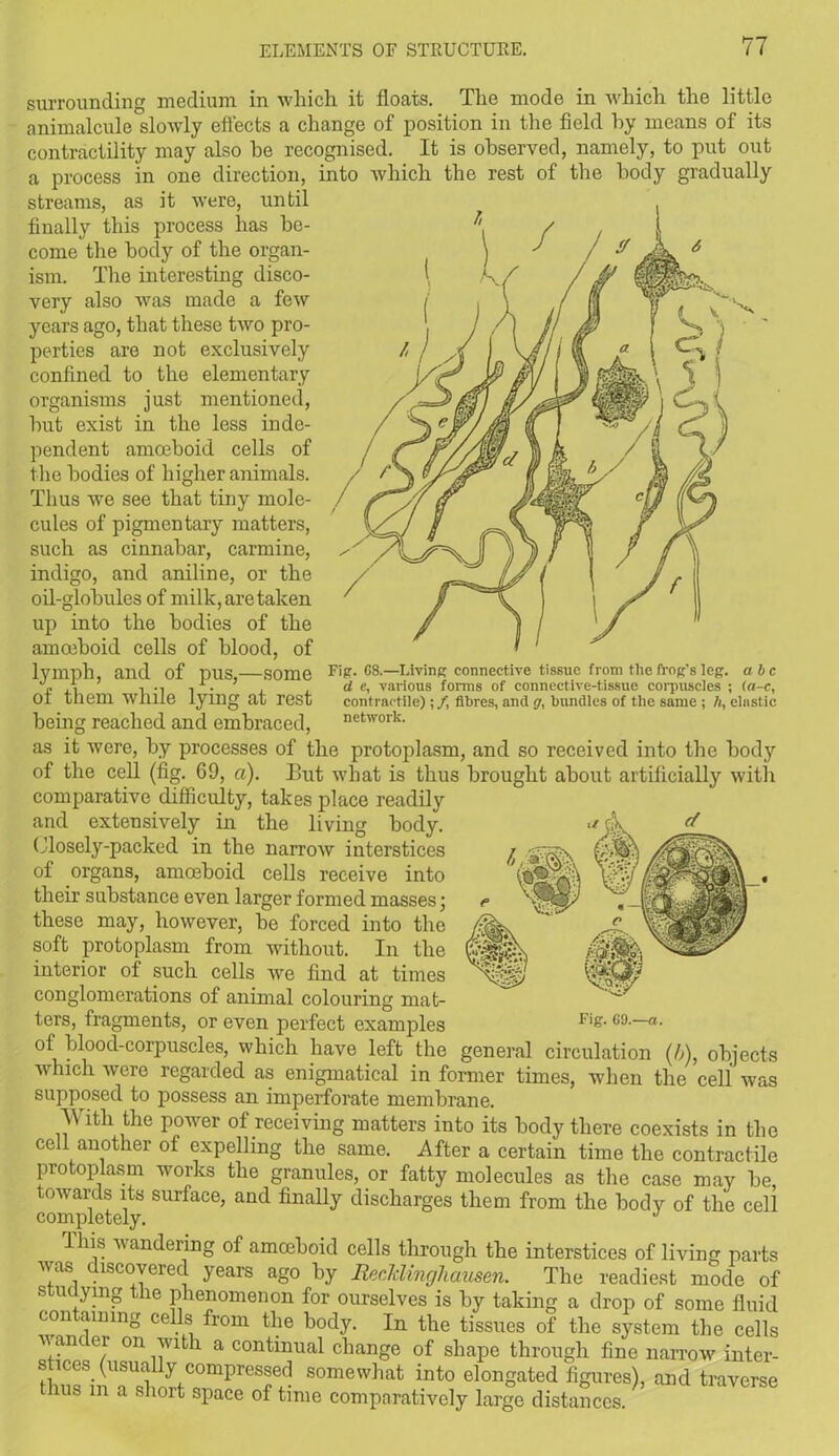 surrounding medium in which it floats. The mode in which the little animalcule slowly effects a change of position in the field hy means of its contractility may also he recognised. It is observed, namely, to put out a process in one direction, into which the rest of the body gradually streams, as it were, until ( Fig. 08.—Living connective tissue from the frog’s leg. a be cl e, various forms of connective-tissue corpuscles ; (a-c, contractile);/, fibres, and g, bundles of the same ; h, clastic network. finally this process has be- come the body of the organ- ism. The interesting disco- very also was made a few years ago, that these two pro- perties are not exclusively confined to the elementary organisms just mentioned, hut exist in the less inde- pendent amoeboid cells of the bodies of higher animals. Thus we see that tiny mole- cules of pigmentary matters, such as cinnabar, carmine, indigo, and aniline, or the oil-globules of milk, are taken up into the bodies of the amoeboid cells of blood, of lymph, anti of pus,—some of them while lying at rest being reached and embraced, as it were, by processes of the protoplasm, and so received into the body of the cell (fig. 69, a). But what is thus brought about artificially with comparative difficulty, takes place readily and extensively in the living body. Closely-packed in the narrow interstices of organs, amoeboid cells receive into their substance even larger formed masses; these may, however, he forced into the soft protoplasm from without. In the interior of such cells we find at times conglomerations of animal colouring mat- ters, fragments, or even perfect examples of blood-corpuscles, which have left the general circulation (/A objects which were regarded as enigmatical in former times, when the cell was supposed to possess an imperforate membrane. A\rith the power of receiving matters into its body there coexists in the cell another of expelling the same. After a certain time the contractile protoplasm works the granules, or fatty molecules as the case may he, towards its surface, and finally discharges them from the body of the cell completely. J Tins wandering of amoeboid cells through the interstices of living parts was discovered years ago hy Recklinghausen. The readiest mode of S U<!ymP the Phenomenon for ourselves is hy taking a drop of some fluid con dining cells from the body. In the tissues of the system the cells w ane ei on with a continual change of shape through fine narrow inter- tliufii'T«S! ^COmpresfjc! somewhat into elongated figures), and traverse bus m a short space of time comparatively large distances. Fig. GO.-