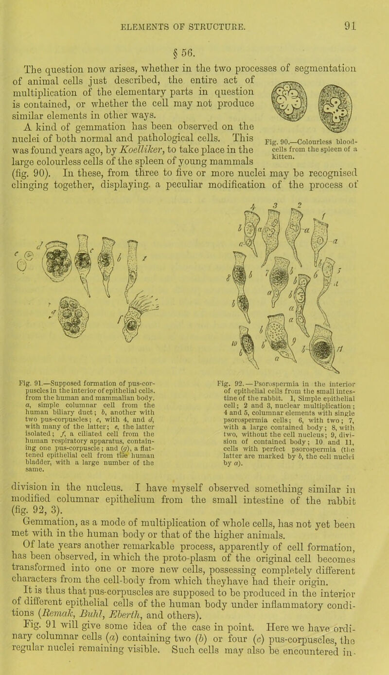 § 56. The question now arises, whether in the two processes of segmentation of animal cells just described, the entire act of multiplication of the elementary parts in question is contained, or whether the cell may not produce similar elements in other ways. A kind of gemmation has been observed on the nuclei of both normal and pathological cells. This was found years ago, by Koelliker, to take place in the large colourless cells of the spleen of young mammals (fig. 90). In these, from three to five or more nuclei may be recognised clinging together, displaying, a peculiar modification of the process of Fig. 90.—Colourless blood- cells from the spleen of u kitten. Fig. 91.—Supposed formation of pus-cor- puscles in the interior of epithelial cells, from tlie human and mammalian body. a, simple columnar cell from the human biliary duct; b, another with two pus-corpuscles; c, with 4, and <J, with many of the latter; e, the latter isolated; /, a ciliated cell from the human respiratory apparatus, contain- ing one pus-corpuscle; and (</), a flat- tened epithelial ceU from tfie human bladder, with a large number of the same. Fig. 92. — Psorospermia in the interior of epithelial cells from the small intes- tine of the rabbit. 1, Simple epithelial cell; 2 and 3, nuclear multiplication; 4 and 5, columnar elements with single psorospermia cells; 6, with two; 7, with a large contained body; 8, with two, without the cell nucleus; 9, divi- sion of contained body; 10 and 11, cells with perfect psorospermia (the latter are marked by b, the cell nuclei by a). division in the nucleus. I have myself observed something similar in modified columnar epithelium from the small intestine of the rabbit (% 92, 3). Gemmation, as a mode of multiplication of whole cells, has not yet been met with in the human body or that of the higher animals. Of late years another remarkable process, apparently of cell formation, has been observed, in which the proto-plasm of the original cell becomes transformed into one or more new cells, possessing completely different characters from the cell-body from which theyhave had their origin. It is thus that pus-corpuscles are supposed to be produced in the interior of different epithelial cells of the human body under inflammatory condi- tions (Remalc, Buhl, Eberth, and others). Fig. 91 will give some idea of the case in point. Here we have ordi- nary columnar cells (a) containing two (b) or four (c) pus-corpuscles, the regular nuclei remaining visible. Such cells may also be encountered in-