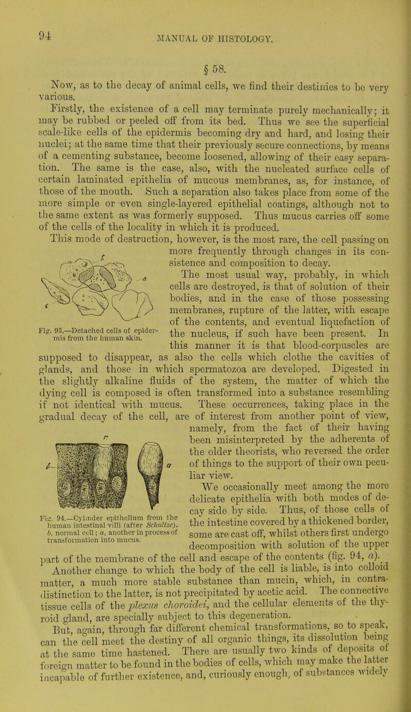 Fig. 93.—Detached cells of epider- mis from the human skin. §58. Now, as to the decay of animal cells, we find their destinies to he very various. Firstly, the existence of a cell may terminate purely mechanically; it may be rubbed or peeled off from its bed. Thus we see the superficial scale-like cells of the epidermis becoming dry and hard, and losing their nuclei; at the same time that their previously secure connections, by means of a cementing substance, become loosened, allowing of their easy separa- tion. The same is the case, also, with the nucleated surface cells of certain laminated epithelia of mucous membranes, as, for instance, of those of the mouth. Such a separation also takes place from some of the more simple or even single-layered epithelial coatings, although not to the same extent as was formerly supposed. Thus mucus carries off some of the cells of the locality in which it is produced. This mode of destruction, however, is the most rare, the cell passing on more frequently through changes in its con- sistence and composition to decay. The most usual way, probably, in which cells are destroyed, is that of solution of their bodies, and in the case of those possessing membranes, rupture of the latter, with escape of the contents, and eventual liquefaction of the nucleus, if such have been present. In this manner it is that blood-corpuscles arc supposed to disappear, as also the cells which clothe the cavities of glands, and those in which spermatozoa are developed. Digested in the slightly alkaline fluids of the system, the matter of which the dying cell is composed is often transformed into a substance resembling if not identical with mucus. These occurrences, taking place in the gradual decay of the cell, are of interest from another point of view, namely, from the fact of their having been misinterpreted by the adherents of the older theorists, who reversed the order of things to the support of their own pecu- liar view. We occasionally meet among the more delicate epithelia with both modes of de- cay side by side. Thus, of those cells of the intestine covered by a thickened border, some are cast off, whilst others first undergo decomposition with solution of the upper part of the membrane of the cell and escape of the contents (fig. 94, a). Another change to which the body of the cell is liable, is into colloid matter, a much more stable substance than mucin, which, in contra- distinction to the latter, is not precipitated by acetic acid. The connective tissue cells of the plexus choroidei, and the cellular elements of the thy- roid gland, are specially subject to this degeneration. But, a<min, through far different chemical transformations, so to speak, can the cell meet the destiny of all organic things, its dissolution being at the same time hastened. There are usually two lands of deposits of foreign matter to be found in the bodies of cells, which may make the latter incapable of further existence, and, curiously enough, of substances wideh Fit;. 91.—Cylinder epithelium from the human intestinal villi (after ScliuUze). b. normal cell; a, another in process of transformation into mucus.