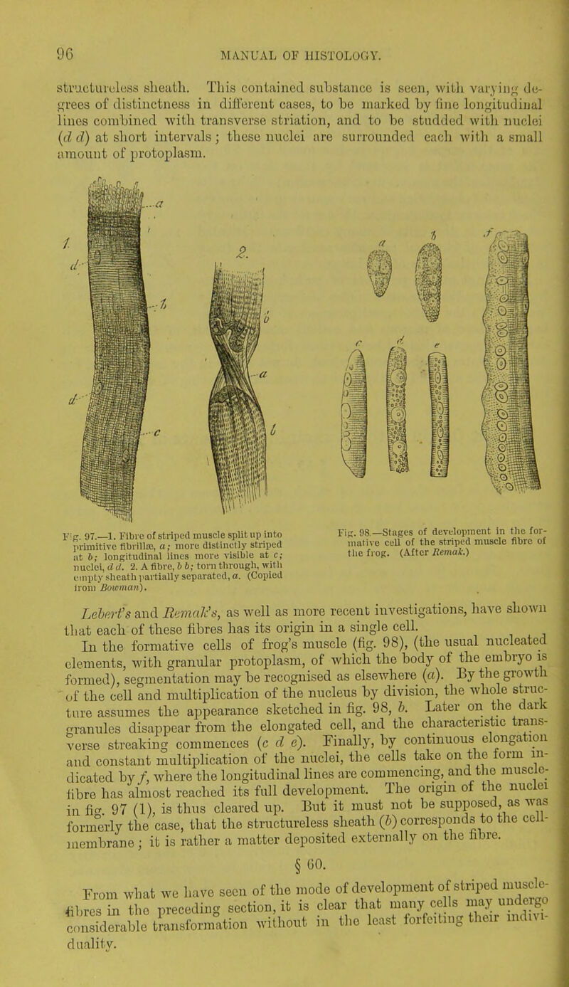 structureless slieatli. This contained substance is seen, with varying de- grees of distinctness in different cases, to be marked by line longitudinal lines combined with transverse striation, and to be studded with nuclei (d d) at short intervals; these nuclei are surrounded each with a small amount of protoplasm. Fig. 97.—1. Fibre of striped muscle split up into primitive fibrillae, a; more distinctly striped at b; longitudinal lines more visible at c; nuclei, dd. 2. A fibre, 6 b; torn through, with empty sheath partially separated, a. (Copied irom Bowman). Fig. 98.—Stages of development in the for- mative cell of the striped muscle fibre of the frog. (After Remak.) Lebnrfs and Romaic's, as well as more recent investigations, have shown that each of these fibres has its origin in a single cell. In the formative cells of frog’s muscle (fig. 98), (the usual nucleated elements, with granular protoplasm, of which the body of the embryo is formed), segmentation may be recognised as elsewhere (a). By the growth of the cell and multiplication of the nucleus by division, the whole struc- ture assumes the appearance sketched in fig. 98, b. Later on the dam granules disappear from the elongated cell, and the characteristic trans- verse streaking commences (c d e). Finally, by continuous elonga ion and constant multiplication of the nuclei, the cells take on the form in- dicated by/, where the longitudinal lines are commencmg, and the muscle- fibre has almost reached its full development. The origin of the nuclei in fig. 97 (1), is thus cleared up. But it must not be supposed as was formerly the case, that the structureless sheath (p) corresponds to the ccil- membrane; it is rather a matter deposited externally on the fibre. §60- From what we have seen of the mode of development of striped muscle- fibres in the preceding section, it is clear that many cells may undergo considerable transformation without in the least forfeiting then mdn dualitv.