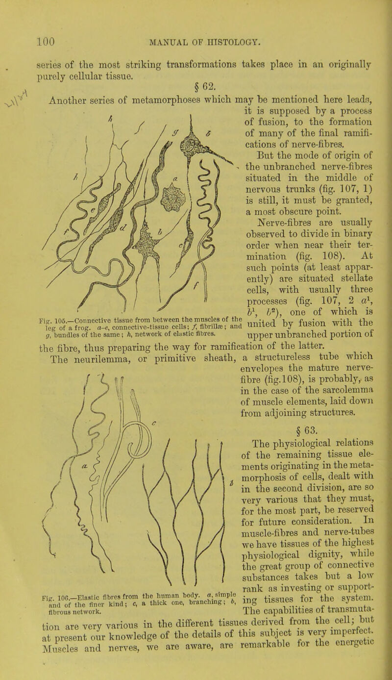 series of the most striking transformations takes place in an originally purely cellular tissue. §62. Another series of metamorphoses which may he mentioned here leads, it is supposed by a process of fusion, to the formation of many of the final ramifi- cations of nerve-fibres. But the mode of origin of the unbranched nerve-fibres situated in the middle of nervous trunks (fig. 107, 1) is still, it must be granted, a most obscure point. Nerve-fibres are usually observed to divide in binary order when near their ter- mination (fig. 108). At such points (at least appar- ently) are situated stellate cells, with usually three processes (fig. 107, 2 a1, b1, Is), one of which is Fig. 105.—Connective tissue from between the muscles of the •. -i l with the leg of a frog, a-e, connective-tissue cells;/, fibrilta; and United by lUSlOn W1U1 Uie g, bundles of the same; A, network of elastic fibres. upper unbranched portion OI the fibre, thus preparing the way for ramification of the latter. The neurilemma, or primitive sheath, a structureless tube which envelopes the mature nerve- fibre (fig. 108), is probably, as in the case of the sarcolemma of muscle elements, laid down from adjoining structures. §63. The physiological relations of the remaining tissue ele- ments originating in the meta- morphosis of cells, dealt with in the second division, are so very various that they must, for the most part, be reserved for future consideration. In muscle-fibres and nerve-tubes we have tissues of the highest physiological dignity, while the great group of connective substances takes but a low rank as investing or support- ing tissues for the system. The capabilities of transmuta- tion are very various in the different tissues derived from the cell; but at present our knowledge of the details of this subject ^ very rmperfeck Muscles and nerves, we are aware, are remarkable for the enercet Fie. 100.—Elastic fibres from the human body. «, simple and of the finer kind; c, a thick one, branching; 6, fibrous network.