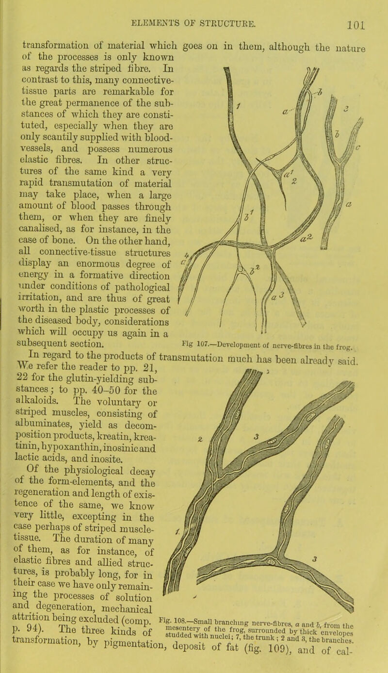 transformation of material which goes on in them, although the nature of the processes is only known as regards the striped fibre. In contrast to this, many connective- tissue parts are remarkable for the great permanence of the sub- stances of which they are consti- tuted, especially when they are only scantily supplied with blood- vessels, and possess numerous elastic fibres. In other struc- tures of the same kind a very rapid transmutation of material may take place, when a large amount of blood passes through them, or when they are finely canalised, as for instance, in the case of bone. On the other hand, all connective-tissue structures display an enormous degree of energy in a formative direction under conditions of pathological irritation, and are thus of great worth in the plastic processes of the diseased body, considerations which will occupy us again in a subsequent section. Tig 107.—Development of nerve-fibres in the frog. In regard to the products of transmutation much has been already said We refer the reader to pp. 21, J 22 for the glutin-yielding sub- stances ; to pp. 40-50 for the alkaloids. The voluntarj’’ or striped muscles, consisting of albuminates, yield as decom- position products, kreatin, krea- tinin, by poxanthin, inosinic and lactic acids, and inosite. Of the physiological decay of the form-elements, and the regeneration and length of exis- tence of the same, we know very little, excepting in the case perhaps of striped muscle- tissue. The duration of many of them, as for instance, of elastic fibres and allied struc- tures, is probably long, for in their case we have only rernain- ing the processes of solution and degeneration, mechanical nsrbTh?Ttewirii as? transforation, by