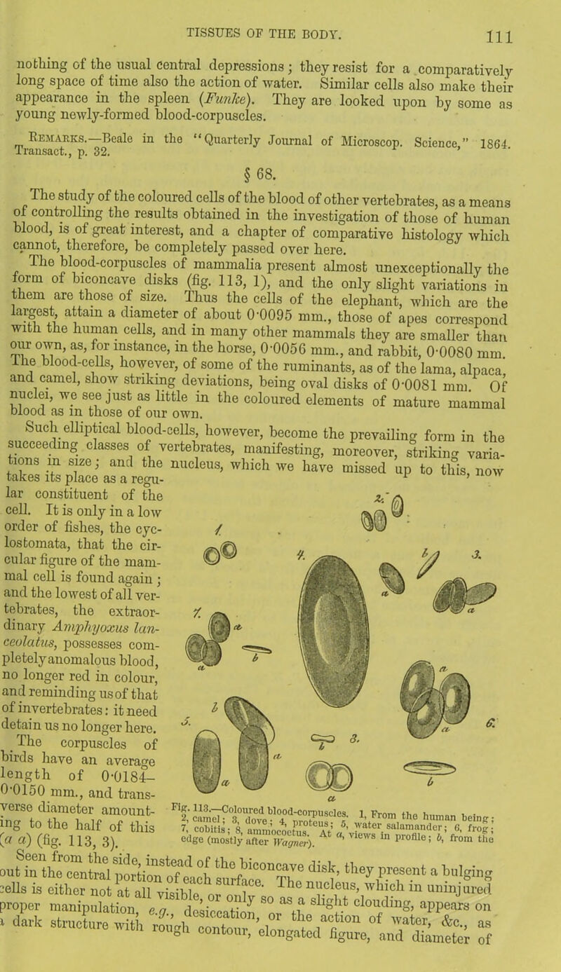 nothing of the usual central depressions; they resist for a comparatively long space of time also the action of water. Similar cells also make their appearance in the spleen (Funke). They are looked upon by some as young newly-formed blood-corpuscles. in the “Quarterly Journal of Microscop. Science,” 1864. Remarks.—Beale Transact., p. 32. § 68. The study of the coloured cells of the blood of other vertebrates, as a means of controlling the results obtained in the investigation of those of human blood, is of great interest, and a chapter of comparative histology which cannot, therefore, be completely passed over here. The blood-corpuscles of mammalia present almost unexceptionally the form of biconcave disks (fig. 113, 1), and the only slight variations in them are those of size. Thus the cells of the elephant, which are the largest, attain a diameter of about 0-0095 mm., those of apes correspond with the human cells, and in many other mammals they are smaller than our own, as, for instance, in the horse, 0-0056 mm., and rabbit, 0-0080 mm The blood-cells, however, of some of the ruminants, as of the lama, alpaca and camel, show striking deviations, being oval disks of 0-0081 mm. Of nuclei, we see just as little in the coloured elements of mature mammal blood as m those of our own. Such elliptical blood-cells, however, become the prevailing form in the succeeding classes of vertebrates, manifesting, moreover, striking varia- tions in size; and the nucleus, which we have missed up to this, now takes its place as a regu- 1 ’ lar constituent of the zC cell. It is only in a low order of fishes, the cyc- lostomata, that the cir- cular figure of the mam- mal cell is found again ; and the lowest of all ver- tebrates, the extraor- dinary Amphyoxus lan- ccolatus, possesses com- pletely anomalous blood, no longer red in colour, and reminding us of that of invertebrates: it need detain us no longer here. _ The corpuscles of birds have an average length of 0-0184- 0-0150 mm., and trans- verse diameter amount- ing to the half of this (« «) (%• 113, 3). . .. out in the central porkonS oTeach su^ce^The they prese.nt a buIging cells is either not at all visible m,i ’ nucleus, which m uninjured proper manipulation, e.g. dcsiccatioJ ^ ^ clo^din°’ appears on F12;o“mIC08°^bl040d^0P)UScIeS- h From the human heh.fr; 7, cobitis* s nmninntlof)r0teiAS*.’ 5’ wafcer salamander; 6, fro edge (mostly after JKag^r).  1 VlewS in proflle; b’ froin th“