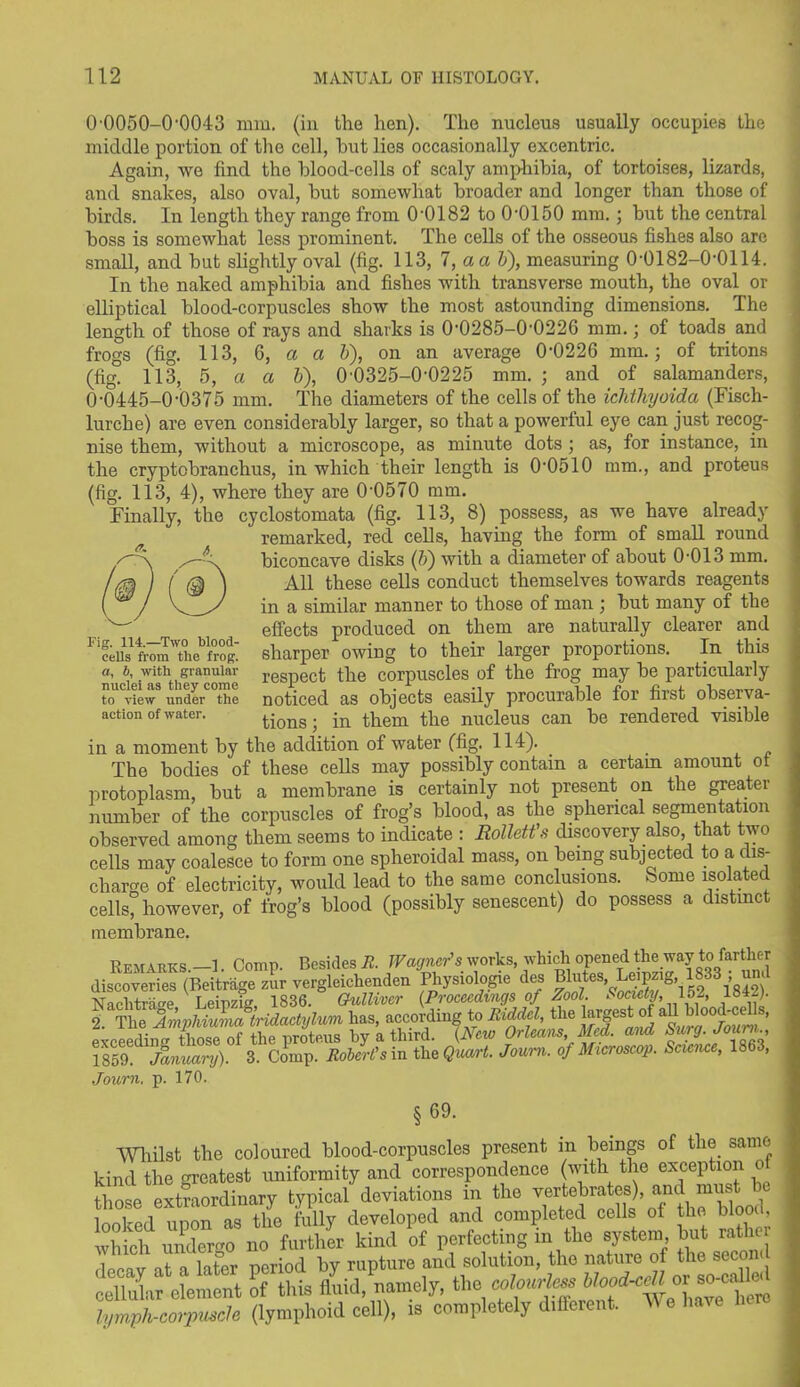 0'0050-0'0043 mm. (in the hen). The nucleus usually occupies the middle portion of the cell, hut lies occasionally excentric. Again, we find the blood-cells of scaly amphibia, of tortoises, lizards, and snakes, also oval, but somewhat broader and longer than those of birds. In length they range from 0'0182 to 0-0150 mm.; but the central boss is somewhat less prominent. The cells of the osseous fishes also are small, and but slightly oval (fig. 113, 7, a a b), measuring 0-0182-0-0114. In the naked amphibia and fishes with transverse mouth, the oval or elliptical blood-corpuscles show the most astounding dimensions. The length of those of rays and sharks is 0-0285-0-0226 mm.; of toads and frogs (fig. 113, G, a a b), on an average 0-0226 mm.; of tritons (fig! 113, 5, a a 5), 0-0325-0-0225 mm. ; and of salamanders, 0-0445-0-0375 mm. The diameters of the cells of the ichthyoida (Fisch- lurche) are even considerably larger, so that a powerful eye can just recog- nise them, without a microscope, as minute dots; as, for instance, in the cryptobranchus, in which their length is 00510 mm., and proteus (fig. 113, 4), where they are 0-0570 mm. Finally, the cyclostomata (fig. 113, 8) possess, as we have already remarked, red cells, having the form of small round biconcave disks (5) with a diameter of about 0-013 mm. All these cells conduct themselves towards reagents in a similar manner to those of man ; but many of the effects produced on them are naturally clearer and sharper owing to their larger proportions. In this respect the corpuscles of the frog may be particularly noticed as objects easily procurable for first observa- tions; in them the nucleus can be rendered visible in a moment by the addition of water (fig. 114). The bodies of these cells may possibly contain a certain amount ot protoplasm, but a membrane is certainly not present on the greater number of the corpuscles of frog’s blood, as the spherical segmentation observed among them seems to indicate : Rollett's discovery also, that two cells may coalesce to form one spheroidal mass, on being subjected to a dis- charge of electricity, would lead to the same conclusions. Some isolated cells, however, of frog’s blood (possibly senescent) do possess a distinct membrane. Fig. 114.—Two blood- cells from tlie frog. a, b, with granular nuclei as they come to Yiew under the action of water. §69. Remarks —1. Comp. Besides R. Wagner's works, which opened the way to farther discoveries (Beitrage zur vergleiehenden Physiologic des Blutes Leipzig 1833 ; und Naclitrase Leipzig 1836. Gulliver (Proceedings of Zool. Society, lo2, 184 ). gibeAmphSalridactylurn has, according to Riddel, the largest of aUblood-ceUs, exceeding those of the proteus by a third. (New Orleans, Med. and J 1859. January). 3. Comp. Robert's in the Quart. Joum. of Microscop. Science, 1863, Journ. p. 170. Whilst the coloured blood-corpuscles present in beings of the same kind the greatest uniformity and correspondence (with the exception o those extraordinary typical deviations in the vertebrates), am i must be looked upon as the fully developed and completed cells of the blood, which undergo no further kind of perfecting m the system but rather decay at a later period by rapture and solution, the nature of ft. secon cellular element of this fluid namely, «•» lymph-corpuscle (lymphoid cell), is completely diflcie .