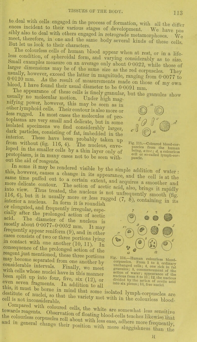 ‘Q tTV' : 1 J a*a w Fig. 115.—Coloured blood-cor- puscles from the human being, a toe,- d, a colourless cell or so-called lymph-cor- puscle. 1J 3 to deal with cells engaged in the process of formation, with all the diflrr ences incident to their various stages of development. We have nos sibiy also to deal with others engaged in retrograde metamorphoses. We meet therefore, in one and the same body several kinds of these cells, .but let us look to their characters. The colourless cells of human blood appear when at rest, or in a life- Sma]]°Pv 101 ’ °f Spher°ldal f0rm> and var7ing considerably as to size, omali examples measure on an average only about 0-0022, while those of argei dimensions may be of the same size as the red corpuscles Tliev f,XCeed n6 latt6r in maSnitude, ranging from 0-0077 to bn‘ th6gTul6S shmv nifying power, however, this may be seen as in other lymphoid cells. Their contour is also more or less rugged. In most cases the molecules of pro- toplasma are very small and delicate, but in some isolated specimens we find considerably lamer dark particles, consisting of fat, imbedded in the interior. ihese have been probably taken up from without (fig. 116, 4). The nucleus, enve- loped m the smaller cells by a thin layer only of protoplasm, is in many cases not to be seen with- out the aid of reagents. 116, 6), but it is usually moreorless * Sm°°t]l (fi«- interior a nucleus. In form it is roundish1 ( ’ 8)’ contaminS in its or elongated, and frequently irregular, espe- cially after the prolonged action of acetic acid I he diameter of the nucleus is mostly about 0-0077-0-0052 mm. It niav frequently appear reniform (9), and in other cases consists of two or three portions lyhm in contact with one another (10 11). )n consequence of the prolonged action of the reagent just mentioned, these three portions may become separated from one another bv considerable intervals. Finally, we meet with cells whose nuclei have in this manner been split up into four, five, six (12) or even seven fragments. In addition to all u-eMuciei. cell is not incoSrlur 7 met 'lth in the Mood- towarclsheagcnts* 'T s,om<s’hilt less sensitive the colourless corpuscles roll if? blood-cells teaches likewise that - in geneva, change the, SSi^ & H tO 0 a ^ Fig. 116—Human colourless blood- corpuscles. From 1 to 3, ordinary unchanged cells; 4, one rich in fat gianules; 5, commencement of the action of water; appearance of the nucleus from S to 11; 12, the nucleus i .7n!rd by the ?c,i(,n of ncetic acid into six pieces; 13, free nuclei.