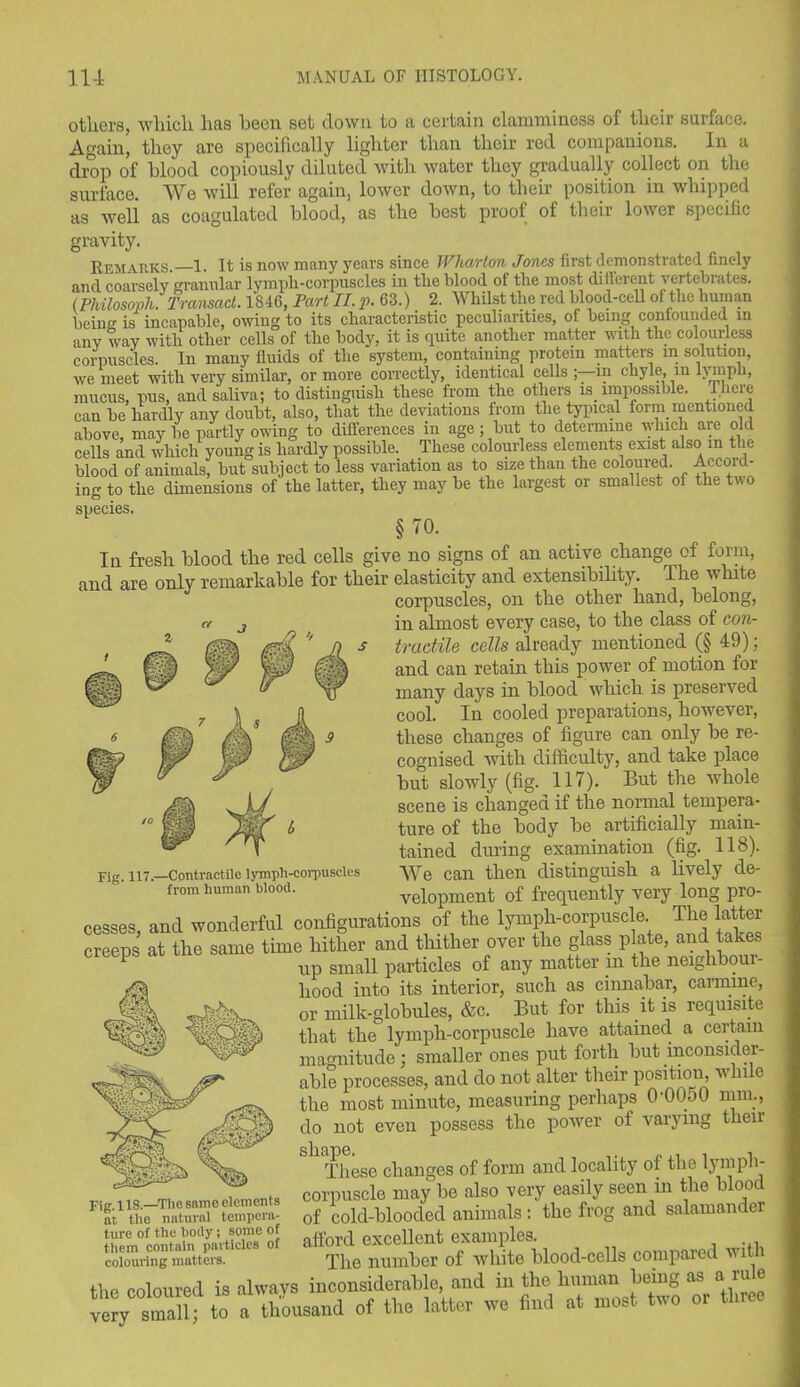 others, which has been set down to a certain clamminess of their surface. Again, they are specifically lighter than their red companions. In a drop of blood copiously diluted with water they gradually collect on the surface. We will refer again, lower down, to their position in whipped as well as coagulated blood, as the best proof of their lower specific gravity. Remarks. 1. It is now many years since Wharton Jo’ncs first demonstrated finely and coarsely granular lympli-corpuscles in the blood of the most ditt'erent vertebrates. (Philosoph. Transact. 1846, Part II. p. 63.) 2. Whilst the red blood-cell of the human being is incapable, owing to its characteristic peculiarities, of being confounded m any way with other cells of the body, it is quite another matter with the colourless corpuscles. In many fluids of the system, containing protein matters in solution, we meet witli very similar, or more correctly, identical cells in chyle, in lymph, mucus, pus, and saliva; to distinguish these from the others is impossible. There can be hardly any doubt, also, that the deviations from the typical form mentioned above, may be partly owing to differences in age; but to determine which are old cells and which young is hardly possible. These colourless elements exist also in the blood of animals, but subject to less variation as to size than the coloured. Accord- ing to the dimensions of the latter, they may be the largest or smallest of the two species. §70. Iu fresh blood the red cells give no signs of an active change of form, and are only remarkable for their elasticity and extensibility. The white corpuscles, on the other hand, belong, in almost every case, to the class of con- tractile cells already mentioned (§ 49); and can retain this power of motion for many days in blood which is preserved cool. In cooled preparations, however, these changes of figure can only be re- cognised with difficulty, and take place but slowly (fig. 117). But the whole scene is changed if the normal tempera- ture of the body be artificially main- tained during examination (fig. 118). We can then distinguish a lively de- velopment of frequently very long pro- cesses, aud wonderful configurations of the lymph-corpuscle The latter creeps at the same time hither and thither over the glass plate, and takes 1 up small particles of any matter in the neighbour- hood into its interior, such as cinnabar, carmine, or milk-globules, &c. But for this it is requisite that the lymph-corpuscle have attained a certain magnitude ; smaller ones put forth but inconsider- able processes, and do not alter their position, while the most minute, measuring perhaps 0-0050 mm., do not even possess the power of varying then These changes of form and locality of the lymph- corpuscle may be also very easily seen in the blood of cold-blooded animals: the frog and salamander afford excellent examples. C01UU111.B The number of white blood-cells compared with tho mloured is always inconsiderable, and in the human bemg as aru e X tlllf to a thousand of the latter wo find at most two or three Fig. 117.—Contractile lymph-corpuscles from human blood. Fig. 118.—The same elements at the natural tempera- ture of the body; some of them contain particles of colouring matters.