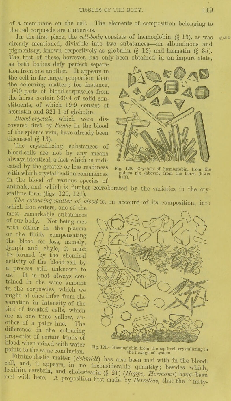 Fig. 120.—Crystals of hemoglobin, from the guinea pig (above); from the horse (lower half). of a membrane on the cell. The elements of composition belonging to the red corpuscle are numerous. In the first place, the cell-body consists of haemoglobin (§ 13), as was already mentioned, divisible into two substances—an albuminous and pigmentary, known respectively as globulin (§ 12) and haematin (§ 35). The first of these, however, has only been obtained in an impure state, as both bodies defy perfect separa- tion from one another. It appears in the cell in far larger proportion than 1000 parts of blood-corpuscles from the horse contain 360T of solid con- stituents, of which 19‘9 consist of haematin and 32IT of globulin. Blood-crystals, which were dis- covered first by Funke in the blood of the splenic vein, have already been discussed (§ 13). The crystallizing substances of blood-cells are not by any means always identical, a fact which is indi- cated by the greater or less readiness with which crystallization commences in the blood of various species of animals, and which is further corroborated by the varieties in the cry- stalline form (figs. 120, 121). J The colouring matter of blood is, on account of its composition, into which iron enters, one of the most remarkable substances of our body. Not being met with either in the plasma or the fluids compensating the blood for loss, namely, lymph and chyle, it must be formed by the chemical activity of the blood-cell by a process still unknown to us. It is not always con- tained in the same amount in the corpuscles, which wo might at once infer from the variation in intensity of the tint of isolated cells, which are at one time yellow, an- other of a paler hue. The difference in the colouring properties of certain kinds of blood when mixed with water Fi_ 191 tT , .. , pomts to the same conclusion. S' crystallizing in cell lb30P!+Sltl° matt6r (Schmidt) ]ias also been met with in the blood- ’ \appearS’ “ no inconsiderable quantity; besides which lecithin, cerehrin, and cliolestenrin t-t \ i , * mot with Wn a .T.]?11 VS ^1) {Hoppe, Hermann) have been met with heie. A proposition first made by Berzelius, that the “fatty- ZjtO