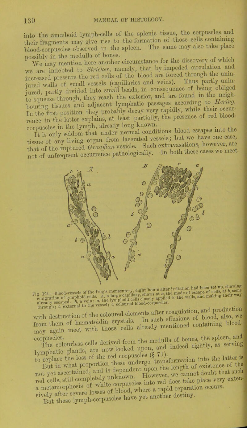 into tlie amoeboid lymph-cells of the splenic tissue, the corpuscles and their fragments may give rise to the formation of those cells containing blood-corpuscles observed in the spleen. The same may also take place possibly in the medulla ot bones. c , . » We may mention here another circumstance for the discovery of which wo are indebted to Strieker, namely, that by impeded circulation and increased pressure the red cells of the blood are forced through the unin- sured walls of small vessels (capillaries and veins). Ihus partly unin- sured partly divided into small beads, in consequence of being obliged to soueeze through, they reach the exterior, and are found m the neigh- bouring tissues and adjacent lymphatic passages according to Bering. In the first position they probably decay very rapidly, while their occur- rence in the latter explains, at least partially, the presence of red blood- rormiscles in the lymph, already long known. . , ■ It is only seldom that under normal conditions blood escapes into the tissue of any living organ from lacerated vessels; but we have one case, that of the ruptured. Gmofiian vesicle. Such extravasations, however, are naif ofunfrequent occurrence pathologically. In both these cases we meet Kig 1.24.—Blood-vessels of the frog's “ —i t. with destruction of the coloured elements after coagvdarion, and^p ^ e already0 mentioned containing blood- to replace the loss of the red coipusclus^ ransformation into the latter is But in what proportion these unde o ‘ lenath 0f existence of the not yet ascertained, and is i eP^1, eu ^ cannot doubt that such red cells, still comp ete y i^desfXTed does take place very exten- a metamorphosis ol ,,1 where a rapid reparation occuis. sively after severe °s« * 'TJXr destiny. But these lymph-corpuscies nave j