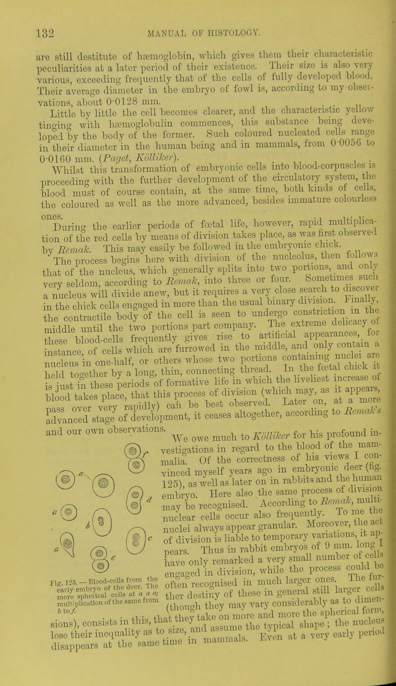 are still destitute of haemoglobin, which gives them their characteristic peculiarities at a later period of their existence, lhcir size is also very various, exceeding frequently that of the cells of fully developed blood. Their average diameter in the embryo of fowl is, according to my obser- vations, about 00128 mm. Little by little the cell becomes clearer, and the characteristic yellow tinging with haemoglobulin commences, this substance being deve- loped by the body of the former. Such coloured nucleated cells range in their diameter in the human being and in mammals, from 0-0056 to 0-0160 mm. {Paget, Kolliker). _ . , . . . Whilst this transformation of embryonic cells into blood-corpuscles is proceeding with the further development of the circulatory system, the blood must of course contain, at the same time, both kinds of cells, the coloured as well as the more advanced, besides immature colourless ^During the earlier periods of foetal life, however, rapid multiplica- tion of the red cells by means of division takes place, as was first observed by Remak. This may easily be followed in the embryonic chick. The process begins herewith division of the nucleolus, then fol that of the nucleus, which generally splits into two portions and on v very seldom, according to Remak, into three or four. Sometimes such a nucleus will divide anew, but it requires a very close search to discove in the chick cells engaged in more than the usual binary division. I m . , the contractile body of the cell is seen to undergo constriction m the middle until the two portions part company. The extreme delicacy o these blood-cells frequently gives rise to artificial appearances,_ or instance of cells which are furrowed in the middle, and only contain a “in onthalf, or others whose two portions held together by a long, thin, connecting thread. In the toetaf cluck it and our own oWatrom, ^ ^ ^ to for his pr0f0Imd in- vestigations in regard to the blood of the mam- malia. Of the correctness of his views 1 con- vinced myself years ago in embryonic deer (hg. 125) as well as later on in rabbits and the hum , embryo. Here also the same process of division may be recognised. According to Remak, multi- nuclear cells occur also frequent y. o me nuclei always appear granular. Moreover, the ac of division is liable to temporary variations it aj> pears Thus in rabbit embryos of 9 mm. Ion have only remarked a very small number of cell engaged in division, while the process coi Fig. 125. — Blood-cells from the recognised in much larger ones, ine sshssbs dTappfrlTlS -^ tin.e’in mammals. Even at a very early peno