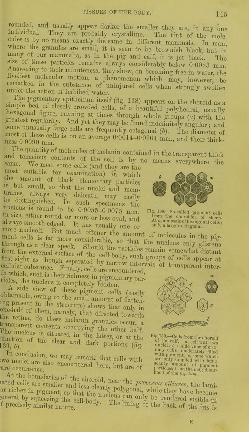 rounded, and usually appear darker the smaller they are, in any one individual. They are probably crystalline. The tint of the mole- cules is by no means exactly the same in different mammals. In man where the granules are small, it is seen to be brownish black, but in many ot oUr mammalia, as in the pig and calf, it is jet black. The size ot these particles remains always considerably below 0-0023 mm. Answering to then- minuteness, they show, on becoming free in water, the iveliest molecular motion, a phenomenon which may, however be remarked m the substance of uninjured cells when strongly swollen under the action of imbibed water ° J simnff TtheliT ,itself (% 138) spears on the choroid as a simple bed of closely crowded cells, of a beautiful polyhedral, usually exagonal figure, running at times through whole groups (a) with the Gieatest regularity. And yet they may be found indefinitely angular • and onZfi r?e ceUs arc freqei'tij’ oc,a*»Mi <*>• id ness 0 0090 mm ‘3 “ “ mm., and their thick- Ihe quantity of molecules of melanin contained in the transparent thick W10U8 c°ntentS °f the cel1 is by no means ^everywhere the same. We meet some cells (and they are the } most suitable for examination) in which ie amount of black elementary particles s but small, so that the nuclei and mem- ranes, always very delicate, may easily ie distinguished. In such specimens the nucleus is found to be 0-0055-0-0075 mm. m size, either round or more or less oval, and always smooth-edged. It lias usually one or ■ JL. niTt ceUs6^ fa^moreUconside^le^8oa^mtnth0^ ? * r ** first Sight as thoU4 “mritod hi t y’ ™.°h ST1* °f celis »PP°»r a‘ S wtrhUbS‘r^Finally-Cd,S - e—reT taw^,eat infer- hicli, such is their richness in pigmentary par tides, the nucleus is completely hidden. 1 ‘ S1!?f Vlew of these pigment cells (easily obtainable, owing to the small amount of flatteif ZZTn S th° Stracture) shows that only6hi Z«U„a tl,at di“ted towards Z:zci? zsitr°d »>• 139; b) c Lai anc^ dark portions (fig. ■wo2rii W° “ay remark t,wt cells with ZZteZ here, but arc of At the boundaries of the i • i ,,00<I °f the ° rated cells are smaller ami lesl cfeariy doIw6 dUms' tho Iami‘ ar richer in pigment, so that the nucleus W|ule tliey have become [eneral by squeezing the cell-body Th r • °n ^ rendered visible in f precisely similar nature. lh lmmg of tho back of the iris is Fig. 138.—So-called pigment cells from the choroidea of sheep. At a, a mosaic of hexagonal cells • at b, a larger octagonal Fff1ti9'~C>^S from tl,e choroid c?lf- cell with two nuclei; b, a side view of ordi- nary cells, moderately filled with pigment ; c, some which aie only supplied with but a scanty amount of pigment, pai tides; from the neighbour- hood of the ttijietum. K