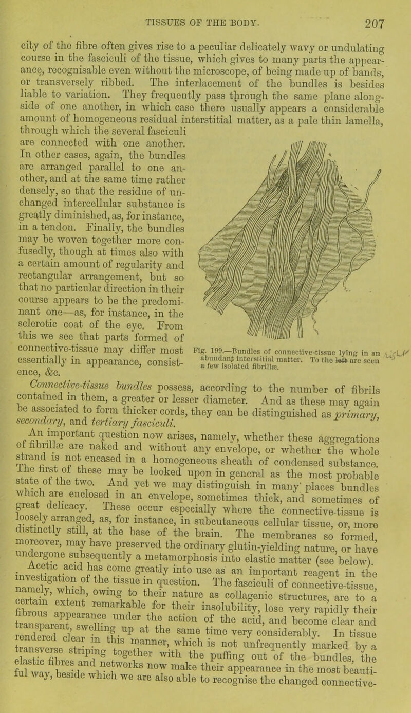 city of the fibre often gives rise to a peculiar delicately wavy or undulating course in the fasciculi of the tissue, which gives to many parts the appear- ance, recognisable even without the microscope, of being made up of bands, or transversely ribbed. The interlacement of the bundles is besides liable to variation. They frequently pass through the same plane along- side of one another, in which case there usually appears a considerable amount of homogeneous residual interstitial matter, as a pale thin lamella, through which the several fasciculi are connected with one another. In other cases, again, the bundles are arranged parallel to one an- other, and at the same time rather densely, so that the residue of un- changed intercellular substanco is greatly diminished, as, for instance, in a tendon. Finally, the bundles may be woven together more con- fusedly, though at times also with a certain amount of regularity and rectangular arrangement, but so that no particular direction in their course appears to be the predomi- nant one—as, for instance, in the sclerotic coat of the eye. From this we see that parts formed of connective-tissue may differ most Fig. 199.—Bundles of conncctive-tissuc lying in an -U/ essentially in appearance, consist- To thc ^ure see ence, &c. Connective-tissue bundles possess, according to the number of fibrils contained in them, a greater or lesser diameter. And as these may again be associated to form thicker cords, they can be distinguished as primary secondary, and tertiary fasciculi. P4,n important question now arises, namely, whether these aggregations 0 “u;1. are naked and without any envelope, or whether the whole strand is not encased in a homogeneous sheath of condensed substance. ™ hr|t, °f ,tliese 1)6 l°°ked upon in general as the most probable state of the two. And yet we may distinguish in many’ places bundles \ 11c 1 are enclosed in an envelope, sometimes thick, and sometimes of great delicacy Ihese occur especially where the connective-tissue is loosely arranged, as, for instance, in subcutaneous cellular tissue, or, more distinctly still, at the base of the brain. The membranes so formed loreovei, may have preserved the ordinary glutin-yielding nature, or have ndergone subsequently a metamorphosis into elastic matter (see below) iWC?tl(VaCld liaf COme Sreatly mto use as an important reagent in the nameWhhh JSS £ ^eSti°n- The fascic«U of connective-tissue, certain’extent’r, Vi ^ aS collaSeiilc structures, are to a xtent lernai'kablc for their insolubility, lose very rapidlv their mKter fitaction °f the “M- ^ rendered^deal In lifP Tl *** “^<>raUy. In tissue cnaeiea clear in this manner, which is not unfrequentlv marked bv a t ansyorso striping together with the puffing out of the bundles the n°W make their aPPeara,1ce in the most beauti- ful way, beside which we are also able to recogffisc the changed connective-