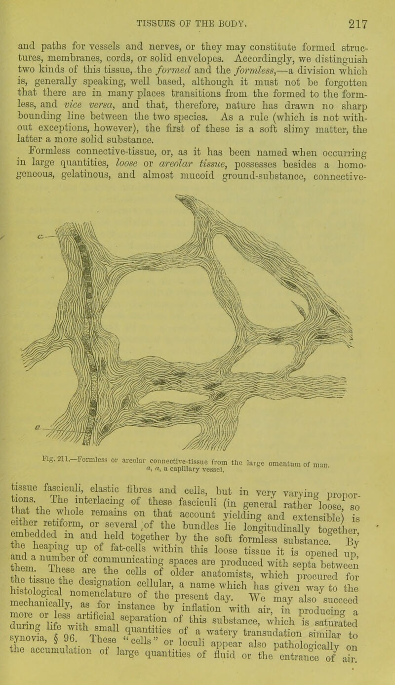 and paths for vessels and nerves, or they may constitute formed struc- tures, membranes, cords, or solid envelopes. Accordingly, we distinguish two kinds of this tissue, the formed and the formless,—a division which is, generally speaking, well based, although it must not be forgotten that there are in many places transitions from tbe formed to the form- less, and vice versa, and that, therefore, nature has drawn no sharp bounding line between the two species. As a rule (which is not with- out exceptions, however), the first of these is a soft slimy matter, the latter a more solid substance. Formless connective-tissue, or, as it has been named when occurring in large quantities, loose or areolar tissue, possesses besides a homo- geneous, gelatinous, and almost mucoid ground-substance, conncctive- l'ig. 211.- Formless or areolar connective-tissue from the large omentum of man a, a capillary vessel. tissue fasciculi, elastic fibres and cells, but in very varying prouor- t.°ns The interlacing of these fasciculi (in general rather loose so that the whole remains on that account yielding and extensible) is either retiform, or several of the bundles lie longitudinally together embedded in and held together by the soft formless substance” By the heaping up of fat-cells within this loose tissue it is opened up them n These teTh”™T a,'° pioduoed witI> sePt“ «™en 11, e .are. the cells of older anatomists, which procured for he tissue he designation cellular, a name which has given way to the SvTf1, °f “1° presc,lt ** ™y also succeed mechanically, as for instance by inflation with air, in producing a ZT^88 aF^ficial separation of this substance, which is saturated synoida S Or These S7‘-'eS f “.waterr transudation similar to n ^ 1 ie.fe, Ce^s or loculi appear also pathologically on the accumulation of large quantities of fluid or the entrance of ai“