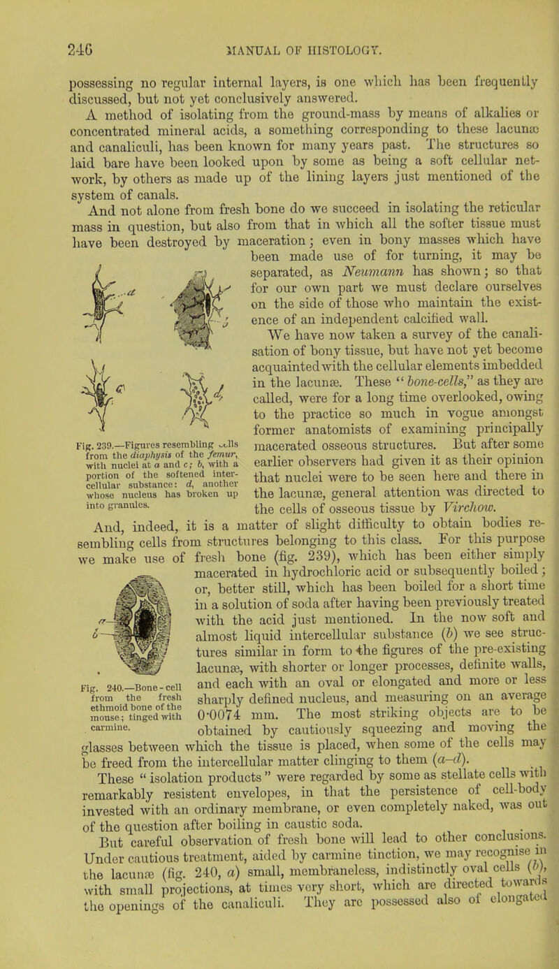 possessing no regular internal layers, is one which has been frequently discussed, but not yet conclusively answered. A method of isolating from the ground-mass by means of alkalies or concentrated mineral acids, a something corresponding to these lacuna) and canaliculi, has been known for many years past. The structures so laid bare have been looked upon by some as being a soft cellular net- work, by others as made up of the lining layers just mentioned of the system of canals. And not alone from fresh bone do we succeed in isolating the reticular mass in question, but also from that in which all the softer tissue must have been destroyed by maceration; even in bony masses which have been made use of for turning, it may be separated, as Neumann has shown; so that for our own part we must declare ourselves on the side of those who maintain the exist- ence of an independent calcified wall. We have now taken a survey of the canali- sation of bony tissue, but have not yet become acquainted with the cellular elements imbedded in the lacuna). These “ bone-cells,” as they are called, were for a long time overlooked, owing to the practice so much in vogue amongst former anatomists of examining principally macerated osseous structures. But after some earlier observers had given it as their opinion that nuclei were to be seen here and there in the lacunae, general attention was directed to the cells of osseous tissue by Virchow. And, indeed, it is a matter of slight difficulty to obtain bodies re- sembling cells from structures belonging to this class. For this purpose we make use of fresh bone (fig. 239), which has been either simply macerated in hydrochloric acid or subsequently boiled; or, better still, which has been boiled for a short time in a solution of soda after having been previously treated with the acid just mentioned. In the now soft and almost liquid intercellular substance (b) we see struc- tures similar in form to 4he figures of the pre-existing lacunae, with shorter or longer processes, definite walls, and each with an oval or elongated and more or less sharply defined nucleus, and measuring on an average 0-0074 mm. The most striking objects are to be obtained by cautiously squeezing and moving the glasses between which the tissue is placed, when some of the cells may be freed from the intercellular matter clinging to them (a-d). These “ isolation products ” were regarded by some as stellate cells with remarkably resistent envelopes, in that the persistence of cell-body invested with an ordinary membrane, or even completely naked, was out of the question after boiling in caustic soda. But careful observation of fresh bone will lead to other conclusions. Under cautious treatment, aided by carmine tinction, we may recognise m the lacuna) (fig. 240, a) small, membraneless, indistinctly oval cells {(>), with small projections, at times very short, which are directed to war. s the openings of the canaliculi. They arc possessed also ol elongatea Fig. 239.—Figures resembling _t,lls from the diaphysis of the femur, with nuclei at a and c; b, with a portion of the softened inter- cellular substance: d, another whose nucleus has broken up into granules. Fig. 240.—Bone-cell from the fresh ethmoid bone of the mouse; tinged with carmine.