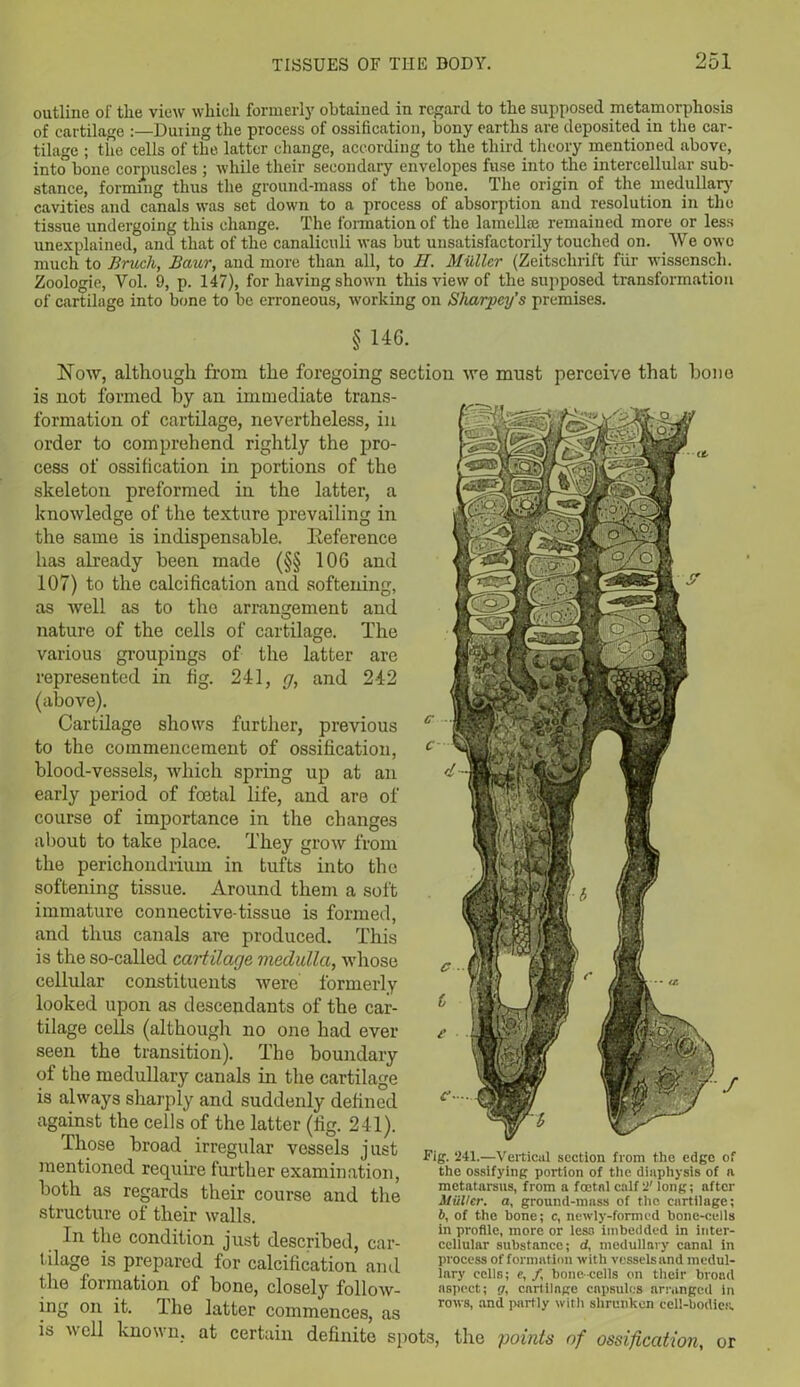 outline of the view which formerly obtained in regard to the supposed metamorphosis of cartilage :—During the process of ossification, bony earths are deposited in the car- tilage ; the cells of the latter change, according to the third theory mentioned above, into1 bone corpuscles ; while their secondary envelopes fuse into the intercellular sub- stance, forming thus the ground-mass of the bone. The origin of the medullar}’ cavities and canals was set down to a process of absorption and resolution in the tissue undergoing this change. The formation of the lamellae remained more or less unexplained, and that of the canaliculi was but unsatisfactorily touched on. We owe much to Bruch, Bctur, and more than all, to II. Muller (Zeitsclirift fur wissenscli. Zoologie, Yol. 9, p. 147), for having shown this view of the supposed transformation of cartilage into bone to be erroneous, working on Sharpey’s premises. § 146. Now, although from the foregoing section we must perceive that hone is not formed by an immediate trans- formation of cartilage, nevertheless, in order to comprehend rightly the pro- cess of ossification in portions of the skeleton preformed in the latter, a knowledge of the texture prevailing in the same is indispensable. Reference has already been made (§§ 106 and 107) to the calcification and softening, as well as to the arrangement and nature of the cells of cartilage. The various groupings of the latter are represented in fig. 241, g, and 242 (above). Cartilage shows further, previous to the commencement of ossification, blood-vessels, which spring up at an early period of foetal life, and are of course of importance in the changes about to take place. They grow from the perichondrium in tufts into the softening tissue. Around them a soft immature connective-tissue is formed, and thus canals are produced. This is the so-called cartilage medulla, whose cellular constituents were formerly looked upon as descendants of the car- tilage cells (although no one had ever seen the transition). The boundary of the medullary canals in the cartilage is always sharply and suddenly defined against the cells of the latter (fig. 241). Those broad irregular vessels just mentioned require further examination, both as regards their course and the structure of their walls. In the condition just described, car- tilage is prepared for calcification and the formation of bone, closely follow- ing on it. The latter commences, as is well known, at certain definite si Fig. 241.—Vertical section from the edge of the ossifying portion of the dinphysis of a metatarsus, from a foetal calf 2' long; after Muller, a, ground-mass of the cartilage; b, of the bone; c, newly-formed bone-cells in profile, more or less imbedded in inter- cellular substance; d, medullary canal in process of formation with vessels and medul- lary cells; e, /, bone cells on their broad aspect; g. cartilage capsules arranged in rows, and partly with shrunken cell-bodies. ts, the points of ossification, or