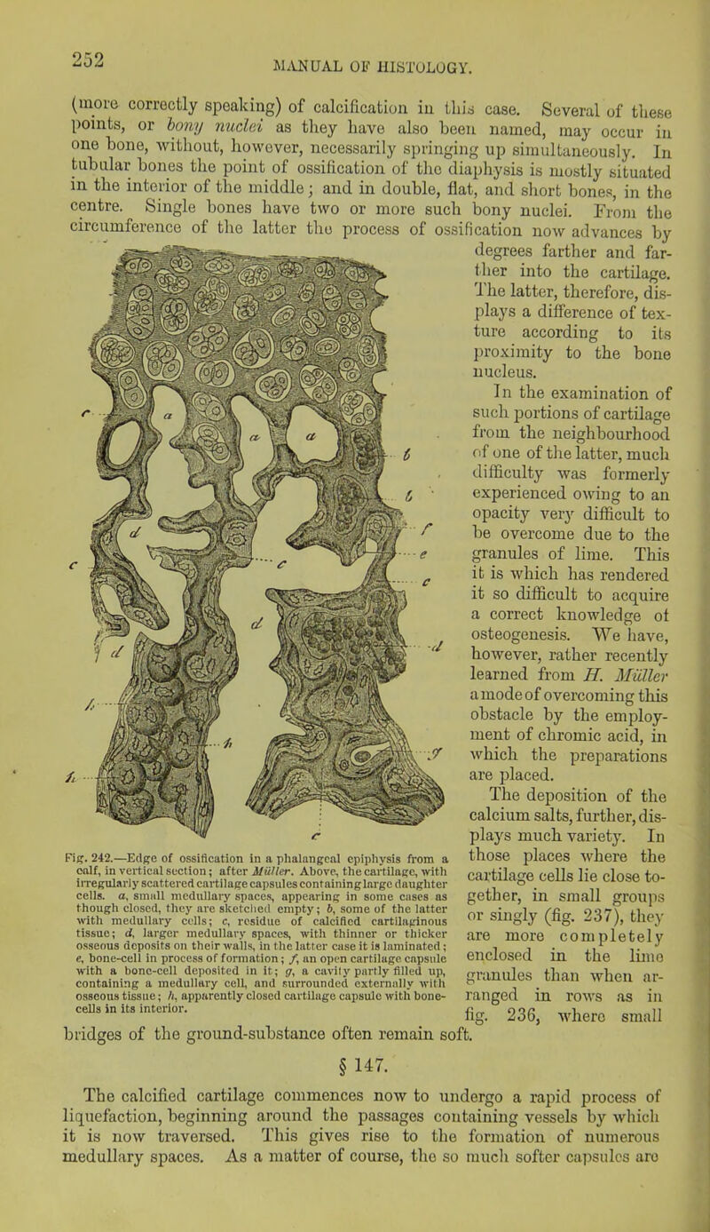 0 50 (more correctly speaking) of calcification in this case. Several of these points, or bony nuclei as they have also been named, may occur in one bone, without, however, necessarily springing up simultaneously. In tubular bones the point of ossification of tire diaphysis is mostly situated in the interior of the middle; and in double, flat, and short bones, in the centre. Single bones have two or more such bony nuclei. From the circumference of the latter the process of ossification now advances by degrees farther and far- ther into the cartilage. 1 he latter, therefore, dis- plays a difference of tex- ture according to its proximity to the bone nucleus. In the examination of such portions of cartilage from the neighbourhood of one of the latter, much difficulty was formerly experienced owing to an opacity very difficult to be overcome due to the granules of lime. This it is which has rendered it so difficult to acquire a correct knowledge of osteogenesis. We have, however, rather recently learned from II. Muller a mode of overcoming this obstacle by the employ- ment of chromic acid, in which the preparations are placed. The deposition of the calcium salts, further, dis- plays much variety. In those places where the cartilage cells lie close to- gether, in small groups or singly (fig. 237), they are more completely enclosed in the lime granules than when ar- ranged in rows as in Fig. 242.—Edge of ossification in a phalangeal epiphysis from a ealf, in vertical section; after Muller. Above, the cartUage, with irregularly scattered cartilage capsules containinglarge daughter cells, a, small medullary spaces, appearing in some cases as though closed, they are sketched empty; 6, some of the latter with medullary colls; c, residue of calcified cartilaginous tissue; d, larger medullary spaces, with thinner or thicker osseous deposits on their walls, in the latter case it is laminated; e, bone-cell in process of formation; /, an open cartilage capsule with a bone-cell deposited in it; g. a cavity partly filled up, containing a medullary cell, and surrounded externally with osseous tissue; A, apparently closed cartilage capsule with bone- cells in its interior. fig. 236, where small bridges of the ground-substance often remain soft. § 147. The calcified cartilage commences now to undergo a rapid process of liquefaction, beginning around the passages containing vessels by which it is now traversed. This gives rise to the formation of numerous medullary spaces. As a matter of course, the so much softer capsules arc