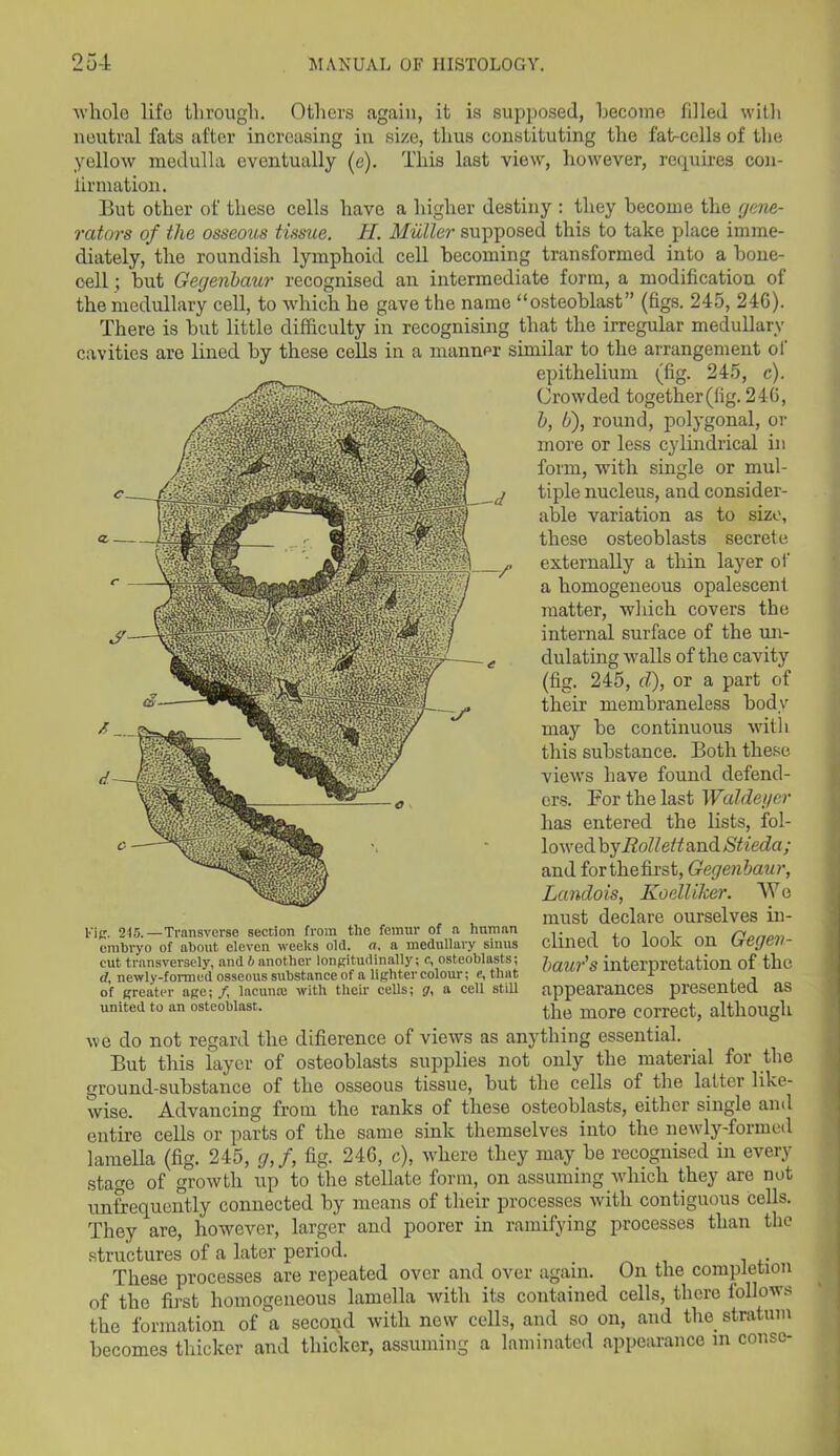 whole life through. Others again, it is supposed, become filled with neutral fats after increasing in size, thus constituting the fat-cells of the yellow medulla eventually (e). This last view, however, requires con- firmation. But other of these cells have a higher destiny : they become tlie gene- rators of the osseous tissue. II. Muller supposed this to take place imme- diately, the roundish lymphoid cell becoming transformed into a bone- cell ; but Gegenhaur recognised an intermediate form, a modification of the medullary cell, to which he gave the name “osteoblast” (figs. 245, 24G). There is but little difficulty in recognising that the irregular medullary cavities are lined by these cells in a manner similar to the arrangement of epithelium (fig. 245, c). Crowded together (fig. 246, h, b), round, polygonal, or more or less cylindrical in form, with single or mul- tiple nucleus, and consider- able variation as to size, these osteoblasts secrete externally a thin layer of a homogeneous opalescent matter, which covers the internal surface of the un- dulating walls of the cavity (fig. 245, cl), or a part of their membraneless body may be continuous with this substance. Both these views have found defend- ers. For the last Waldeyer has entered the lists, fol- lowed by/?o//e/f and Stieda; and for the first, Gegenhaur, Landois, Koelliker. Wo must declare ourselves in- clined to look on Gegen- haur's interpretation of the appearances presented as the more correct, although we do not regard the difference of views as anything essential. But this layer of osteoblasts supplies not only the material for the ground-substance of the osseous tissue, but the cells of the latter like- wise. Advancing from the ranks of these osteoblasts, either single and entire cells or parts of the same sink themselves into the newly-formed lamella (fig. 245, g,f, fig. 246, c), where they may be recognised in every stage of growth up to the stellate form, on assuming which they are not unfrequently connected by means of their processes with contiguous cells. They are, however, larger and poorer in ramifying processes than the structures of a later period. These processes are repeated over and over again. On the completion of the first homogeneous lamella with its contained cells, there follows the formation of a second with new cells, and so on, and the stratum becomes thicker and thicker, assuming a laminated appearance m conse- Kig. 245.—Transverse section from the femur of a human embryo of about eleven weeks old. (t, a medullary sinus cut transversely, and b another longitudinally; c, osteoblasts; </, newly-formed osseous substance of a lighter colour; e, that of greater age; /, lacunas with their cells; gy a cell still united to an osteoblast.