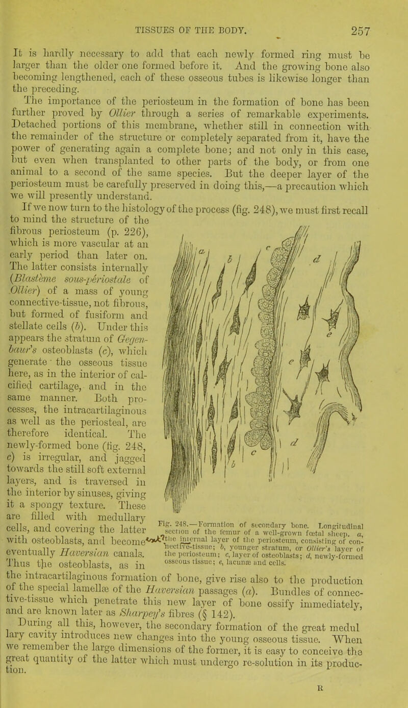 It is hardly necessary to add that each newly formed ring must he larger than the older one formed before it. And the growing hone also becoming lengthened, each of these osseous tubes is likewise longer than the preceding. The importance of the periosteum in the formation of bone has been further proved by Ollier through a series of remarkable experiments. Detached portions of this membrane, whether still in connection with the remainder of the structure or completely separated from it, have the power of generating again a complete bone; and not only in this case, but even when transplanted to other parts of the body, or from one animal to a second of the same species. But the deeper layer of the periosteum must be carefully preserved in doing this,—a precaution which we will presently understand. If we now turn to the histology of the process (fig. 248), we must first recall to mind the structure of the fibrous periosteum (p. 226), the mtracartilaginous formation of bone, give rise also to the production of the special lamellae of the Haversian passages (a). Bundles of connec- lve- ussue which penetrate this new layer of bone ossify immediately, and are known later as 8/iarpey’s fibres (§ 142). During all this, however, the secondary formation of the great medul lary cavity introduces new changes into the young osseous tissue. When we remem ler the large dimensions of the former, it is easy to conceive the giea quantity of the latter which must undergo re-solution in its produc- wliicli is more vascular at an early period than later on. The latter consists internally (Blasthne sous-penostale of .Ollier) of a mass of young connective-tissue, not fibrous, but formed of fusiform and stellate cells (b). Under this appears the stratum of Gerjen- baur's osteoblasts (c), which generate ' the osseous tissue here, as in the interior of cal- cified cartilage, and in the same manner. Both pro- cesses, the intracartilaginous as well as the periosteal, are therefore identical. The newly-formed bone (fig. 248, c) is irregular, and jagged towards the still soft external n