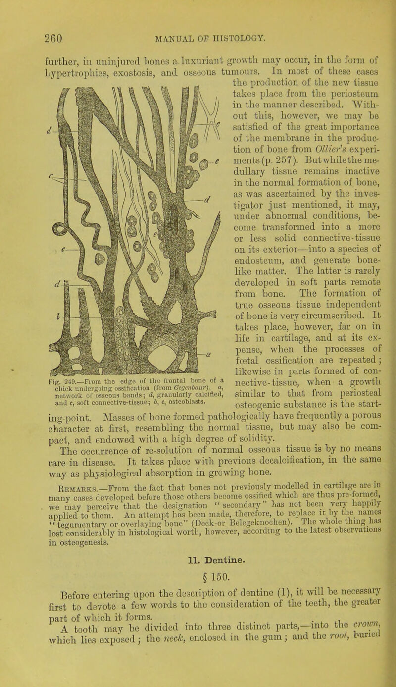 further, in uninjured hones a luxuriant growth may occur, in the form of hypertrophies, exostosis, and osseous tumours. In most of these cases the production of the new tissue takes place from the periosteum in the manner described. With- out this, however, we may he satisfied of the great importance of the membrane in the produc- tion of bone from Oilier'''s experi- ments(p. 257). Butwliilethe me- dullary tissue remains inactive in the normal formation of bone, as was ascertained by the inves- tigator just mentioned, it may, under abnormal conditions, be- come transformed into a more or less solid connective-tissue on its exterior—into a species of endosteum, and generate bone- like matter. The latter is rarely developed in soft parts remote from bone. The formation of true osseous tissue independent of bone is very circumscribed. It takes place, however, far on in life in cartilage, and at its ex- pense, when the processes of festal ossification are repeated; likewise in parts formed of con- Kig. 249.—From the edge of the frontal bone of a nective-tissue, when a growth chick undergoing ossification (from Gegenbaur). a, . « network of osseous bands; d, granularly calcified, Similar to tnat/ irom and c, soft connective-tissue; 6, e, osteoblasts. osteogenic substance is ing-point. Masses of bone formed pathologically have frequently a porous character at first, resembling the normal tissue, but may also he com- pact, and endowed with a high degree of solidity. The occurrence of re-solution of normal osseous tissue is by no means rare in disease. It takes place with previous decalcification, in the same way as physiological absorption in growing bone. periosteal the start- R.emauks. —From the fact that hones not previously modelled in cartilage are in many cases developed before those others become ossified which are thus pre-formed, we may perceive that the designation “ secondary has not been veiy happily applied to them. An attempt has been made, therefore, to replace it by the names “tegumentary or overlaying bone” (Deck-or Belegeknochen). The whole thing has lost considerably in histological worth, however, according to the latest observations in osteogenesis. 11. Dentine. § 150. Before entering upon the description of dentine (1), it will be necessary first to devote a few words to the consideration of the teeth, the greater part of which it forms. . A tooth may be divided into three distinct parts,—into the crown, which lies exposed; the neelc, enclosed in the gum; and the root, buna