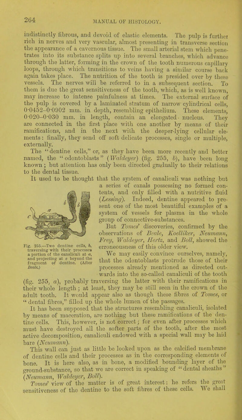 indistinctly fibrous, and devoid of clastic elements. The pulp is further rich in nerves and very vascular, almost presenting in transverse section the appearance of a cavernous tissue. The small arterial stem which pene- trates into its substance splits up into several branches, which advance through the latter, forming in the crown of the tooth numerous capillary loops, through which transitions to veins having a similar course back again takes place. The nutrition of the tooth is presided over by these vessels. The nerves will be referred to in a subsequent section. To them is due the great sensitiveness of the tooth, which, as is well known, may increase to intense painfulness at times. The external surface of the pulp is covered by a laminated stratum of narrow cylindrical cells, 0-0452-0-0902 mm. in depth, resembling epithelium. These elements, 0-020-0-030 mm. in length, contain an elongated- nucleus. They are connected in the first place with one another by means of their ramifications, and in the next with the deeper-lying cellular ele- ments : finally, they send off soft delicate processes, single or multiple, externally. The “dentine cells,” or, as they have been more recently and better named, the “odontoblasts” (Wcddeyer) (fig. 255, b), have been long known; but attention has only been directed gradually to their relations to the dental tissue. It used to be thought that the system of canaliculi was nothing but a series of canals possessing no formed con- tents, and only filled with a nutritive fluid (Lessing). Indeed, dentine appeared to pre- sent one of the most beautiful examples of a system of vessels for plasma in the whole group of connective-substances. But Tomes' discoveries, confirmed by the observations of Beale, Koelliker, Neumann, Frey, Waldeyer, Hertz, and Boll, showed the erroneousness of this older view. We may easily convince ourselves, namely, that the odontoblasts protrude those of their processes already mentioned as directed out- wards into the so-called canaliculi of the tooth (fig. 255, a), probably traversing the latter with their ramifications in their whole length ; at least, they may be still seen in the crown of the adult tooth. It would appear also as though these fibres of Tomes, or “ dental fibres,” filled up the whole lumen of the passages. It has been supposed that the structures resembling canaliculi, isolated by means of maceration, are nothing but these ramifications of the den- tine cells. This, however, is not correct; for even after processes which must have destroyed all the softer parts of the tooth, after the most active decomposition, canaliculi endowed with a special wall may be laid bare (Neumann). This wall can just as little be looked upon as the calcified membrane of dentine cells and their processes as in the corresponding elements of bone. It is here also, as in bone, a modified bounding layer of the ground-substance, so that we are correct in speaking of “ dental sheaths ” (Neumann, Waldeyer, Boll). Tomes' view of the matter is of great interest: he refers the great sensitiveness of the dentine to the soft fibres of these cells. We shall Fig. 255.—Two dentine cells, 6, traversing with their processes a portion of the canaliculi at a, and projecting at c beyond the fragment of dentine. (After Beale.)