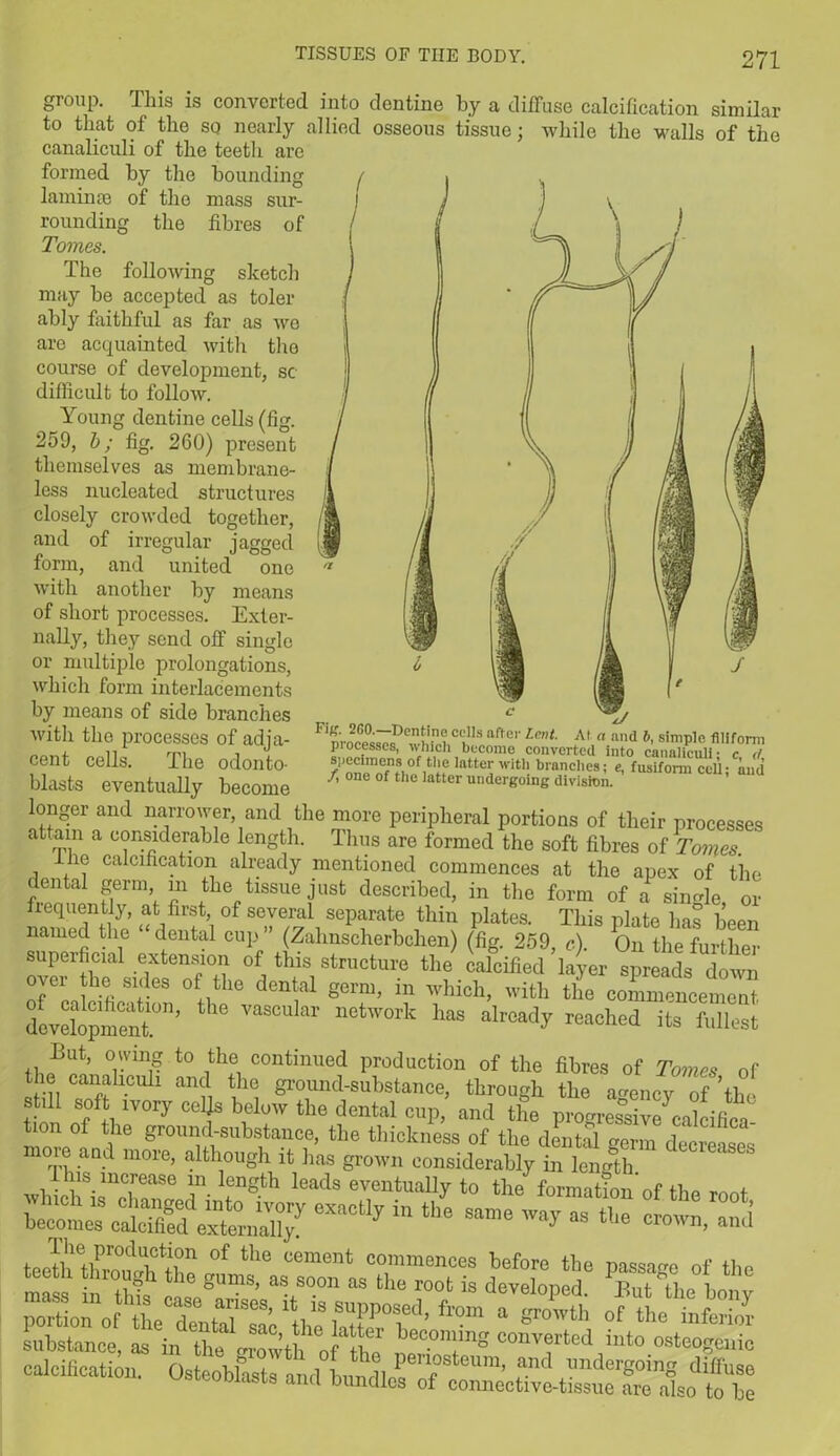 group. This is converted into dentine by a diffuse calcification similar to that of the so nearly allied osseous tissue; while the walls of the canaliculi of the teeth are formed by the bounding laminae of the mass sur- rounding the fibres of Tomes. The following sketch may be accepted as toler ably faithful as far as Are are acquainted with tho course of development, sc difficult to follow. Young dentine cells (fig. 259, b; fig. 260) present themselves as membrane- less nucleated structures closely crowded together, and of irregular jagged form, and united one with another by means of short processes. Exter- nally, they send off single or multiple prolongations, which form interlacements by means of side branches with the processes of adja- cent cells. The odonto- blasts eventually become longer and narrower, and the more peripheral portions of their processes attain a considerable length. Thus are formed the soft fibres of Tomes. ine calcification already mentioned commences at the apex of the dental germ m the tissue just described, in the form of a single or frequently, at first, of several separate thin plates. This plate has been named the “dental cup” (Zahnscherbchen) (fig. 259, c). On the further superficial, extension of this structure the calcified layer spreads dlwn over the sides of the dental germ, in which, with the commencement doveiopmm™’ 10  “‘WOrk has alroa<Jy reached its fullest But, owing to the continued production of the fibres of Tomes of lho canahculi and the ground-substance, through the agency of ’the st.ll soft ivory celfc below the dental cup, and the progreSiv^calcifica more™ “ «>e thickness of the dental germ decreases moie and more, although it has grown considerably in length tCle‘lSeS Asm substance, as in fit oS hecommg converted into osteogenic calcification. Osteoblasts and bmuJlT’Y °Um’ ?nC Vndel‘8°'ng diifuso wsioopiasts and bundles of connective-tissue are also to be Fig. 2G0.—Pontine cells after Lent. At n and b, simple filiform processes, which become converted into canaliculic™ / ’one'of’t’luOnH lattCIi W'th- blanchc3; «. fusiform cell; and j-t one of the latter undergoing division.