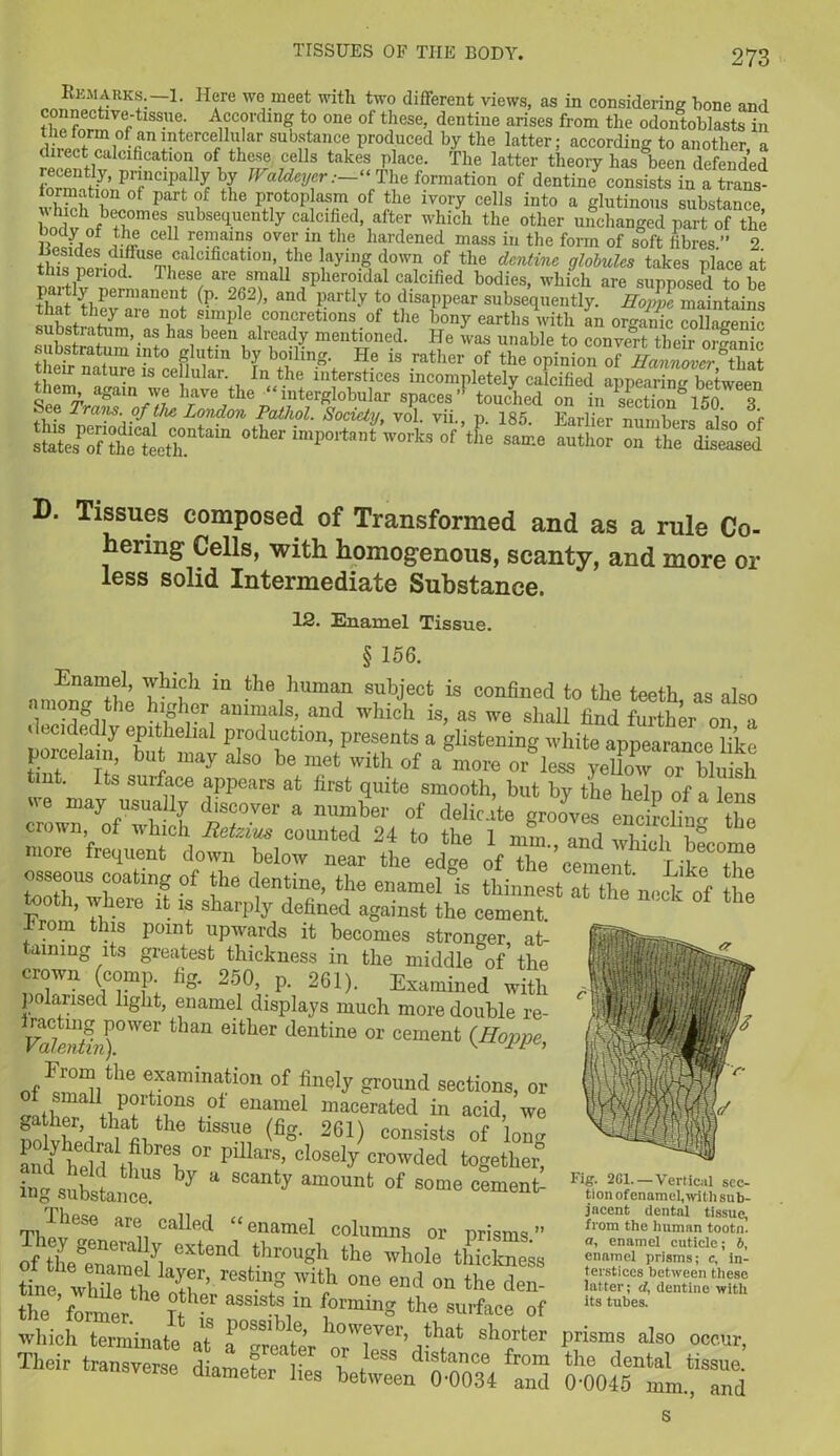 Remarks.—1. Here we meet with two different views, as in considering bone and u!'fnrl1VlftlSSU<l' ^?Tding t0 one of these> dentine arises from the odontoblasts in the form of an intercellular substance produced by the latter; according to another a dnect cakificatmn of these cells takes place. The latter theory has been defended torn!11 Pr|.ncll;):d y ]jy IValdeycr: “ The formation of dentine consists in a trans- wS Zo P i protoplasm of the ivory cells into a glutinous substance, nrW ^ecomes subsequently calcified, after which the other unchanged part of the Jr “ 1 ?Tm.S °™ m,the h<fdened mass in the form of soft fibres.” 2. tlds triS n,nthe ayU1.§ d0W? °J the dcntine lobules takes place at tins period. Ihese are small spheroidal calcified bodies, which are supposed to be “Vi permanent (p. 262), and partly to disappear subsequently. Hoppe maintains that they are not simple concretions of the bony earths with an organic colSenk substratum, as has been already mentioned. He was unable to convert theiJomamY SdfSSTJ r,‘in bf iS °f 0“ opinion JVnZ^Zt <“t<‘r ,n,l>ort,'t orls of ll>« 0>-« author o„ D. Tissues composed of Transformed and as a rule Co- hering Cells, with homogenous, scanty, and more or less solid Intermediate Substance. 12. Enamel Tissue. § 156. Enamel, which in the human subject is confined to the teeth as also among the higher animals, and which is, as we shall find further on a decidedly epithelial production, presents a glistening white appearance like porcelain, bu may also be met with of a more or less yelW or bluish tint Its surface appears at first quite smooth, but by the help of a lens 6 may usually discover a number of delicate grooves encircling the crown of which Retzius counted 24 to the 1 mm and S ? more frequent down below near the edge of the’cement Like^tbe osseous coating of the dentine, the enamel °is thinnest at the nock 0f e tooth, where it is sharply defined against the cement from this point upwards it becomes stronger, at- taining its greatest thickness in the middle of the crown (comp fig. 250, p. 261). Examined with polarised light, enamel displays much more double re- FaSi)°Wer thaU 6lfcher dentiUe °r Cement (H°1)pe’ From the examination of finely ground sections, or of small portions of enamel macerated in acid we polyhedral^ 1 ^ 261) COnsists of ’lonS and h( ] ff )ret 01 Plllars’ cIosely crowded together, Ihese are called “enamel columns or prisms” SMS °Xte”d ‘hrou«h 'Me thickness rest.lnS ?Tith end on the den- the fomer I°f assls?1s,ln the surface of which terminate^ \ pOSSlb ®’ ll0’era-, that shorter Their transverse a- & P’ea)?r or Oss distance from - transverse diameter lies between 0-0034 and 0-0045 mm. and Fig. 2G1.— Vertical sec- tion of enamel, with sub- jacent dental tissue, from the human tootn. a, enamel cuticle; 6, ennmel prisms; c, in- terstices between these latter; rf, dentine with its tubes. prisms also occur, the dental tissue.