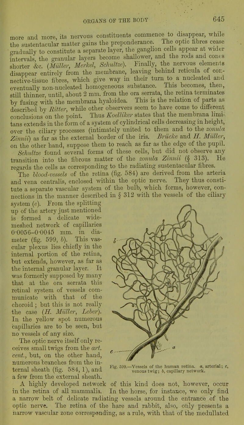more and more, its nervous constituents commence to disappear, while the sustentacular matter gains the preponderance. The optic fibres cease gradually to constitute a separate layer, the ganglion cells appear at wider intervals, the granular layers become shallower, and the lods and corns shorter &c. (Muller, Merkel, Schultze). Finally, the nervous elements disappear entirely from the membrane, leaving behind reticula of coi.- nective-tissue fibres, which give way in their turn to a nucleated and eventually non-nucleated homogeneous substance. This becomes, then, still thinner, until, about 2 mm. from the ora serrata, the retina terminates by fusing with the membrana hyaloidea. This is the relation of parts as described by Ritter, while other observers seem to have come to different conclusions on the point, fhus Loelliker states that the membiana linn- tans extends in the form of a system of cylindrical cells decreasing in height, over the ciliary processes (intimately united to them and to the zonula Zinnii) as far as the external border of the iris. Briicke and II. Muller, on the other hand, suppose them to reach as far as the edge of the pupil. Scliultze found several forms of these cells, but did not observe any transition into the fibrous matter of the zonula Zinnii (§ 313). He regards the cells as corresponding to the radiating sustentacular fibres. 'The blood-vessels of the retina (fig. 584) are derived from the arteria and vena centralis, enclosed within the optic nerve. They thus consti- tute a separate vascular system of the bulb, which forms, however, con- nections in the manner described in § 312 with the vessels of the ciliary system (e). From the splitting up of the artery just mentioned is formed a delicate wide- meshed network of capillaries 0-0056-0-0045 mm. in dia- meter (fig. 599, b). This vas- cular plexus lies chiefly in the internal portion of the retina, but extends, however, as far as the internal granular layer. It was formerly supposed by many that at the ora serrata this retinal system of vessels com- municate with that of the choroid ; but this is not really the case (II. Muller, Leber). In the yellow spot numerous capillaries are to be seen, but no vessels of any size. The optic nerve itself only re- ceives small twigs from the art. cent., but, on the other hand, numerous branches from the in- ternal sheath (fig. 584, 1), and a few from the external sheath. A highly developed network in the retina of all mammalia. Fig. 599.—Vessels of the human retina, a, arterial; c, venous twig; 6, capillary network. of this kind does not, however, occur In the horse, for instance, we only find a narrow belt of delicate radiating vessels around the entrance of the optic nerve. The retina of the hare and rabbit, also, only presents a narrow vascular zone corresponding, as a rule, with that of the medullated