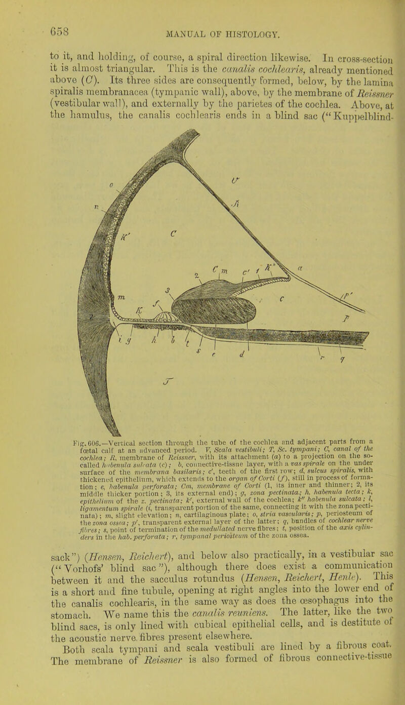 to it, and holding, of course, a spiral direction likewise. In cross-section it is almost triangular. This is the canalis cochlearis, already mentioned above (C). Its three sides are consequently formed, below, by the lamina spiralis membranacea (tympanic wall), above, by the membrane of Meissner (vestibular wall), and externally by the parietes of the cochlea. Above, at the hamulus, the canalis cochlearis ends in a blind sac (“ Kuppelblind- Fig. GOG.—Vertical section through the tube of the cochlea and adjacent parts from a foetal calf at an advanced period. P, Scala vestibuli; 'I\ Sc. tympani; C, canal of the cochlea; II. membrane of Reissner, with its attachment (a) to a projection on the so- called habenula sulcata (c); b, connective-tissue layer, with a vas spirale on the under surface of the membranci basilar is; c', teeth of the first row; d, sulcus spiralis, with thickened epithelium, which extends to the organ of Corti (/), still in process of forma- tion; e, habenula perforata; Cm, membrane of Corti (1, its inner and thinner; 2, its middle thicker portion; 3, its external end); g, zona pectinatey h, habenula tecta; k epithelium of the z. pectinata; k', external wall of the cochlea; k habenula sulcata ; l, ligamentum spirale (i, transparent portion of the same, connecting it with the zona pecti- nata) ; m, slight elevation; n, cartilaginous plate; o, stria vascularis; p, periosteum of the zona ossea; p', transparent external layer of the latter; q, bundles of cochlear nerve fibres; s, point of termination of the inedullctted nerve fibres; t, position of the axis cylin- ders in the hab. perforata; r, tympanal periosteum of the zona ossea. sack”) {Hansen, Rdcliert), and below also practically, in a vestibular sac (“Yorhofs’ blind sac”), although there does exist a communication between it and the sacculus rotundus (Hensen, Reichert, Henle). This is a short and fine tubule, opening at right angles into the lower end of the canalis cochlearis, in the same way as does the oesophagus into the stomach. We name this the canalis reunions. The latter, like the two blind sacs, is only lined with cubical epithelial cells, and is destitute ol the acoustic nerve, fibres present elsewhere. Both scala tympani and scala vestibuli are lined by a fibrous coat. The membrane of Reissner is also formed of fibrous connective-tissue