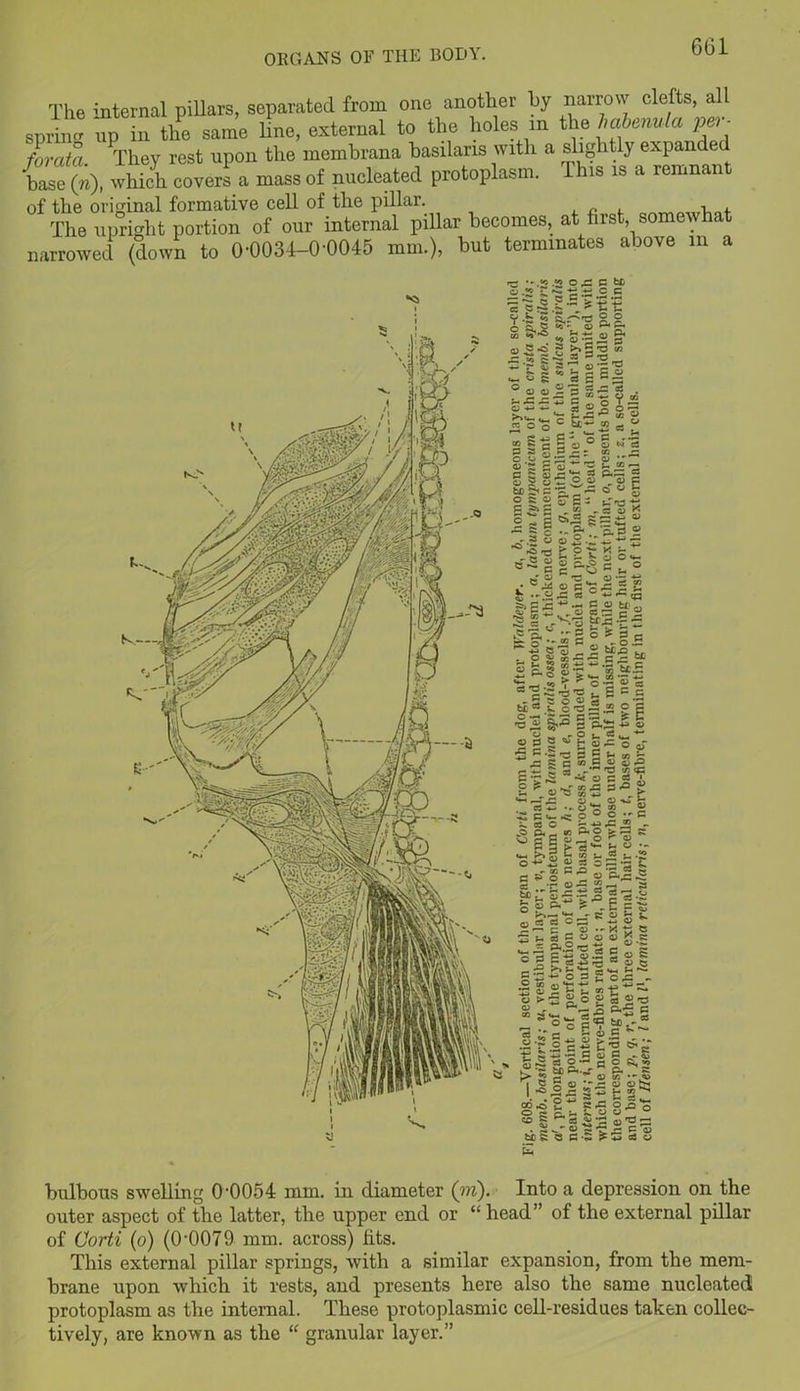 The internal pillars, separated from one another by narrow clefts, all sprint up in the same line, external to the holes m the habenula pet■■ forcita. They rest upon the membrana basilans with a slightly expande base (n), which covers a mass of nucleated protoplasm. This is a remnan of the original formative cell of the pillar. _ , , The upright portion of our internal pillar becomes, at first, somewhat narrowed (down to 0-0034-0-0045 mm.), but terminates above in a bulbous swelling 0'0054 mm. in diameter (in). Into a depression on the outer aspect of the latter, the upper end or “ head” of the external pillar of Corti (o) (0-0079 mm. across) fits. This external pillar springs, with a similar expansion, from the mem- brane upon which it rests, and presents here also the same nucleated protoplasm as the internal. These protoplasmic cell-residues taken collec- tively, are known as the “ granular layer.”