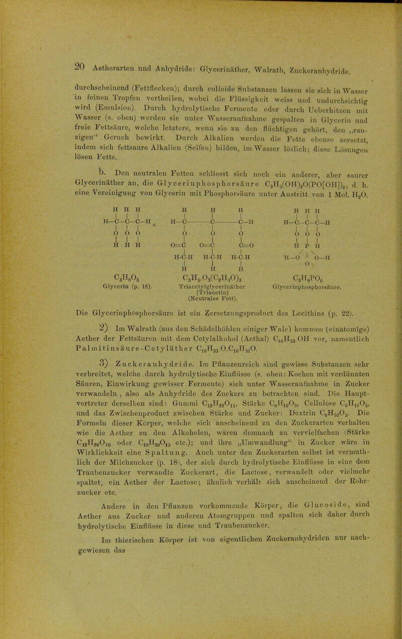durchscheinend (Fettflecken); durch colloide Substanzen lassen sie sich in Wasser in feinen Tropfen vertheilen, wobei die Flüssigkeit weiss und undurchsichtig wird (Emulsion). Durch hydrolytische Fermente oder durch Ueberhitzen mit Wasser (s. oben) werden sie unter Wasseraufnahme gespalten in Glycerin und freie Fettsäure, welche letztere, wenn sie zu den flüchtigen gehört, den „ran- zigen'“ Geruch bewirkt. Durch Alkalien werden die Fette ebenso zersetzt, indem sich fettsaure Alkalien (Seifen) bilden, im Wasser löslich; diese Lösungen lösen Fette. b- Den neutralen Fetten schliesst sieh noch ein anderer, aber saurer Glycerinäther an, die Glycerinphosphorsäure C31I5(0H)20(P0[0H])2, d. h. eine Vereinigung von Glycerin mit Phosphorsäure unter Austritt von 1 Mol. H20. H | H 1 H 1 H H H H H Ii [—C- 1 -C- 1 -C-H H-C— 1 C C—H i H-C- c- 1 -G—H 0 1 0 1 0 1 O 1 0 1 0 1 0 i 0 1 O 1 H 1 H H o=c 0 II 0- C—0 1 H 1 P 1 H 1 1 1 / \ II-C-H H-C-H H-C-H H-O II 0—H 1 1 1 0 w H H H C3H8O3 C3H5.03(C2H30)3 c3tt9pog Glycerin Cp. 18). TriacetylglycerinätUer Glycerinphosphorsäure. (Triacetin) (Neutrales Fett). Die Glycerinphosphorsäure ist ein Zersetzungsprodtict des Lecithins (p. 22). 2) Im Walrath (aus den Schädelhöhlen einiger Wale) kommen (einatomige) Aether der Fettsäuren mit dem Cetylalkohol (Aethal) C16H33.OII vor, namentlich Palmitinsäure-Cetyläther C16H33.0.C16H310. 3) Zuckeranhydride. Im Pflanzenreich sind gewisse Substanzen sehr verbreitet, welche durch hydrolytische Einflüsse (s. oben: Kochen mit verdünnten Säuren, Einwirkung gewisser Fermente) sich unter Wasseraufnahme in Zucker verwandeln , also als Anhydride des Zuckers zu betrachten sind. Die Haupt- vertreter derselben sind: Gummi Stärke C6H10O5, Cellulose C6H10O5, und das Zwischenproduct zwischen Stärke und Zucker: Dextrin C6H10O5. Die Formeln dieser Körper, welche sich anscheinend zu den Zuckerarten verhalten Avie die Aether zu den Alkoholen, wären demnach zu vervielfachen (Stärke C12H20Oi0 oder C18H30O|5 etc.); und ihre „Urmvandlung“ in Zucker wäre in Wirklichkeit eine Spaltung. Auch unter den Zuckerarten selbst ist vermuth- lich der Milchzucker (p. 18), der sich durch hydrolytische Einflüsse in eine dem Traubenzucker verwandte Zuckerart, die Lactose, verwandelt oder vielmehr spaltet, ein Aether der Lactose; ähnlich verhält sich anscheinend der Rohr- zucker etc. Andere in den Pflanzen verkommende Körper, die Glucoside, sind Aether aus Zucker und anderen Atomgruppen und spalten sich daher durch hydrolytische Einflüsse in diese und Traubenzucker. Im thierischen Körper ist von eigentlichen Zuckeranhydriden nur nach- gewiesen das (