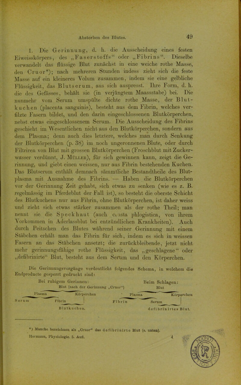 1. Die Gerinnung, cl. h. die Ausscheidung eines festen Eiweisskörpers, des „Faserstoffs“ oder „Fibrins“. Dieselbe verwandelt das flüssige Blut zunächst in eine weiche rothe Masse, den Cruor*); nach mehreren Stunden indess zieht sich die feste Masse auf ein kleineres Volum zusammen, indem sie eine gelbliche Flüssigkeit, das Blutserum, aus sich auspresst, Ihre Form, d. h. die des Gefässes, behält sie (in verjüngtem Maassstabe) bei. Die nunmehr vom Serum umspülte dichte rothe Masse, der Blut- k uchen (placenta sanguinis), besteht aus dem Fibrin, welches ver- filzte Fasern bildet, und den darin eingeschlossenen Blutkörperchen, nebst etwas eingeschlossenem Serum. Die Ausscheidung des Fibrins geschieht im Wesentlichen nicht aus den Blutkörperchen, sondern aus dem Plasma; denn auch dies letztere, welches man durch Senkung der Blutkörperchen (p. 38) im noch ungeronnenen Blute, oder durch Filtriren von Blut mit grossen Blutkörperchen (Froschblut mit Zucker- wasser verdünnt, J. Müller), für sich gewinnen kann, zeigt die Ge- rinnung, und giebt einen weissen, nur aus Fibrin bestehenden Kuchen. Das Blutserum enthält demnach sämmtliche Bestandteile des Blut- plasma mit Ausnahme des Fibrins. — Haben die Blutkörperchen vor der Gerinnung Zeit gehabt, sich etwas zu senken (wie es z. B. regelmässig im Pferdeblut der Fall ist), so besteht die oberste Schicht des Blutkuchens nur aus Fibrin, ohne Blutkörperchen, ist daher weiss und zieht sich etwas stärker zusammen als der rothe Tlieil; man nennt sie die Speck haut (auch ciusta phlogistica, von ihrem Vorkommen in Aderlassblut bei entzündlichen Krankheiten). Auch durch Peitschen des Blutes während seiner Gerinnung mit einem Stäbchen erhält man das Fibrin für sich, indem es sich in weissen Fasern an das Stäbchen ansetzt; die zurückbleibende, jetzt nicht mehr gerinnungsfähige rothe Flüssigkeit, das „geschlagene“ oder „defibrinirte“ Blut, besteht aus dem SerUm und den Körperchen. Die Gerinnungsvorgäuge verdeutlicht folgendes Schema, in welchem die Endproducte gesperrt gedruckt sind: Bei ruhigem Gerinnen: Blut (nach der Gerinnung „Cruor“) Beim Schlagen: Blut Körperchen Plasma Körperchen Sern m Fibrin Fibrin Serum Blutkuchen. defibrin irtes Blut. *) Manche bezeichnen als „Cruor“ das defibrinirte Blut (s. unten). Hermann, Physiologie. 5. Aufl.