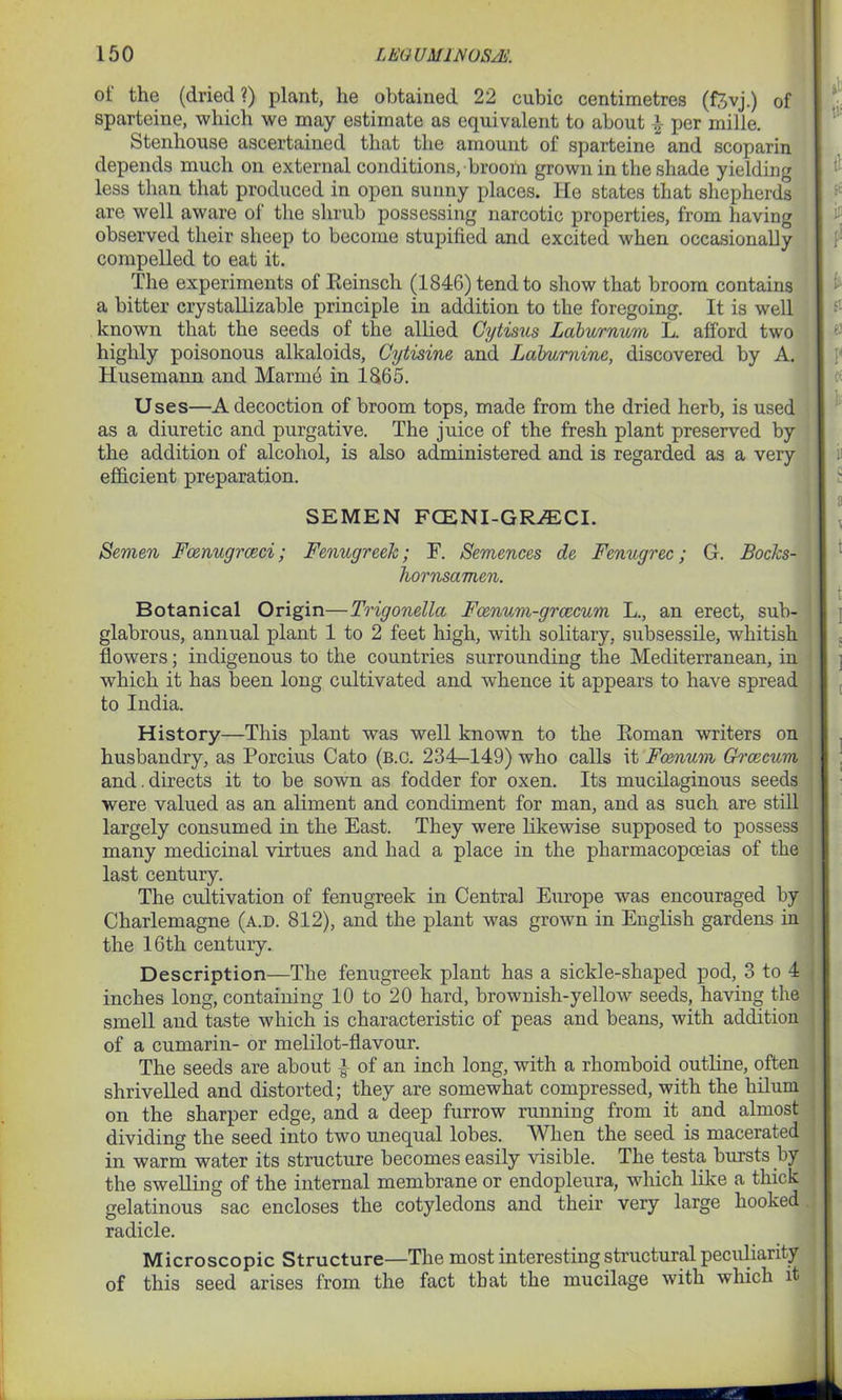 of the (dried?) plant, he obtained 22 cubic centimetres (ftvj.) of sparteine, which we may estimate as equivalent to about \ per mille. Stenhouse ascertained that the amount of sparteine” and scoparin depends much on external conditions, broom grown in the shade yielding less than that produced in open sunny places. He states that shepherds are well aware of the shrub possessing narcotic properties, from having observed their sheep to become stupified and excited when occasionally compelled to eat it. The experiments of Reinsch (1846) tend to show that broom contains a bitter crystallizable principle in addition to the foregoing. It is well known that the seeds of the allied Gytisus Laburnum L. afford two highly poisonous alkaloids, Cytisine and Laburnine, discovered by A. Husemann and Marmb in 1865. Uses—A decoction of broom tops, made from the dried herb, is used as a diuretic and purgative. The juice of the fresh plant preserved by the addition of alcohol, is also administered and is regarded as a very efficient preparation. SEMEN FCENI-GR^ECI. Semen Fcenugrceci; Fenugreek; F. Semences de Fenugrec; G. Bocks- hornsamen. Botanical Origin—Trigonella Fcenum-grcecum L., an erect, sub- glabrous, annual plant 1 to 2 feet high, with solitary, subsessile, whitish flowers; indigenous to the countries surrounding the Mediterranean, in which it has been long cultivated and whence it appears to have spread to India. History—This plant was well known to the Roman writers on husbandry, as Porcius Cato (b.c. 234-149) who calls it Fcenum Grcecum and.directs it to be sown as fodder for oxen. Its mucilaginous seeds were valued as an aliment and condiment for man, and as such are still largely consumed in the East. They were likewise supposed to possess many medicinal virtues and had a place in the pharmacopoeias of the last century. The cultivation of fenugreek in Central Europe was encouraged by Charlemagne (a.d. 812), and the plant was grown in English gardens in the 16th century. Description—The fenugreek plant has a sickle-shaped pod, 3 to 4 inches long, containing 10 to 20 hard, brownish-yellow seeds, having the smell and taste which is characteristic of peas and beans, with addition of a cumarin- or melilot-flavour. The seeds are about } of an inch long, with a rhomboid outline, often shrivelled and distorted; they are somewhat compressed, with the hilurn on the sharper edge, and a deep furrow running from it and almost dividing the seed into two unequal lobes. AVhen the seed is macerated in warm water its structure becomes easily visible. The testa bursts by the swelling of the internal membrane or endopleura, which like a thick gelatinous sac encloses the cotyledons and their very large hooked radicle. Microscopic Structure—The most interesting structural peculiarity of this seed arises from the fact that the mucilage with which it
